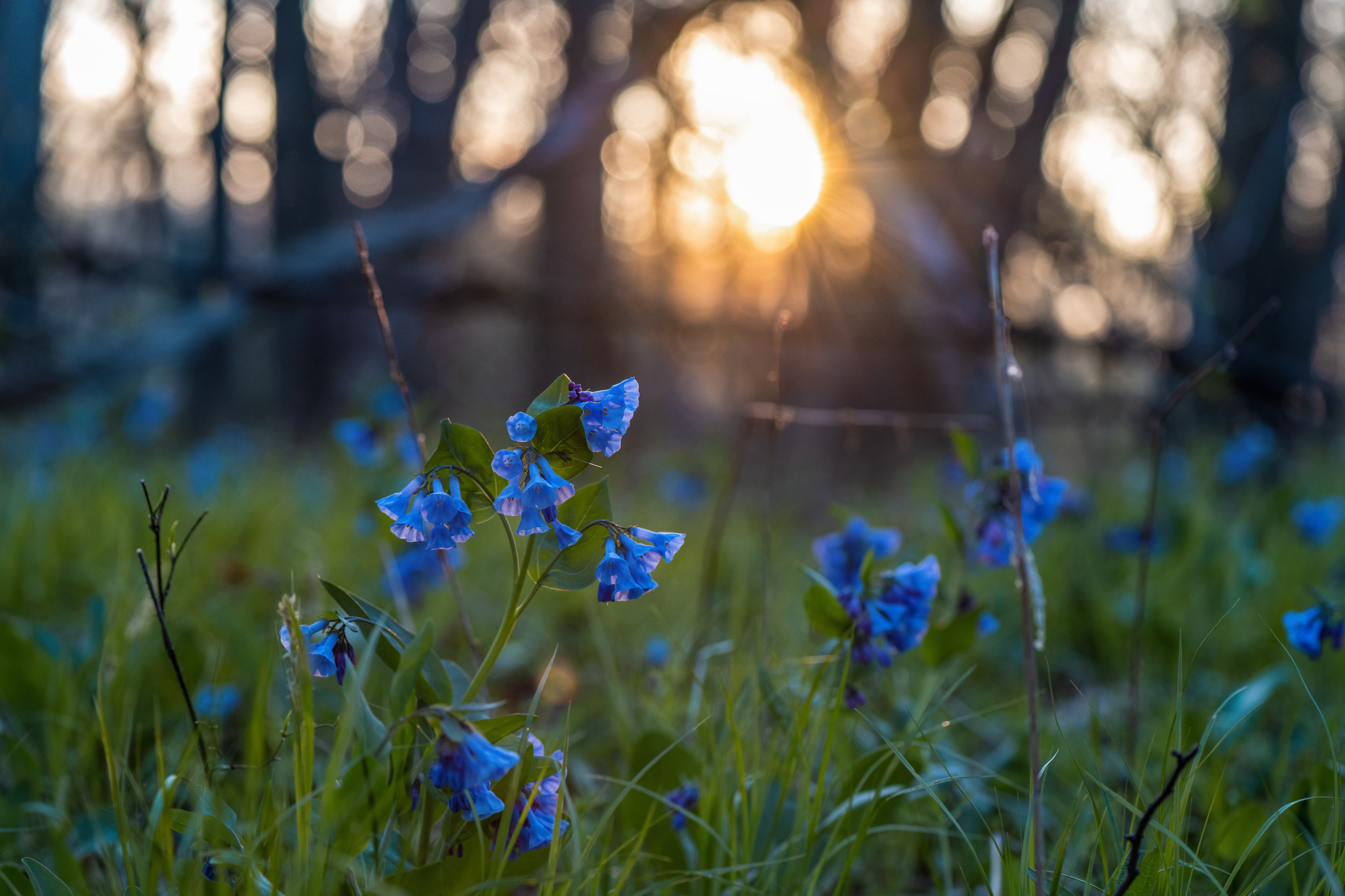 Morning Sun on the Bluebells by Paul Kestel