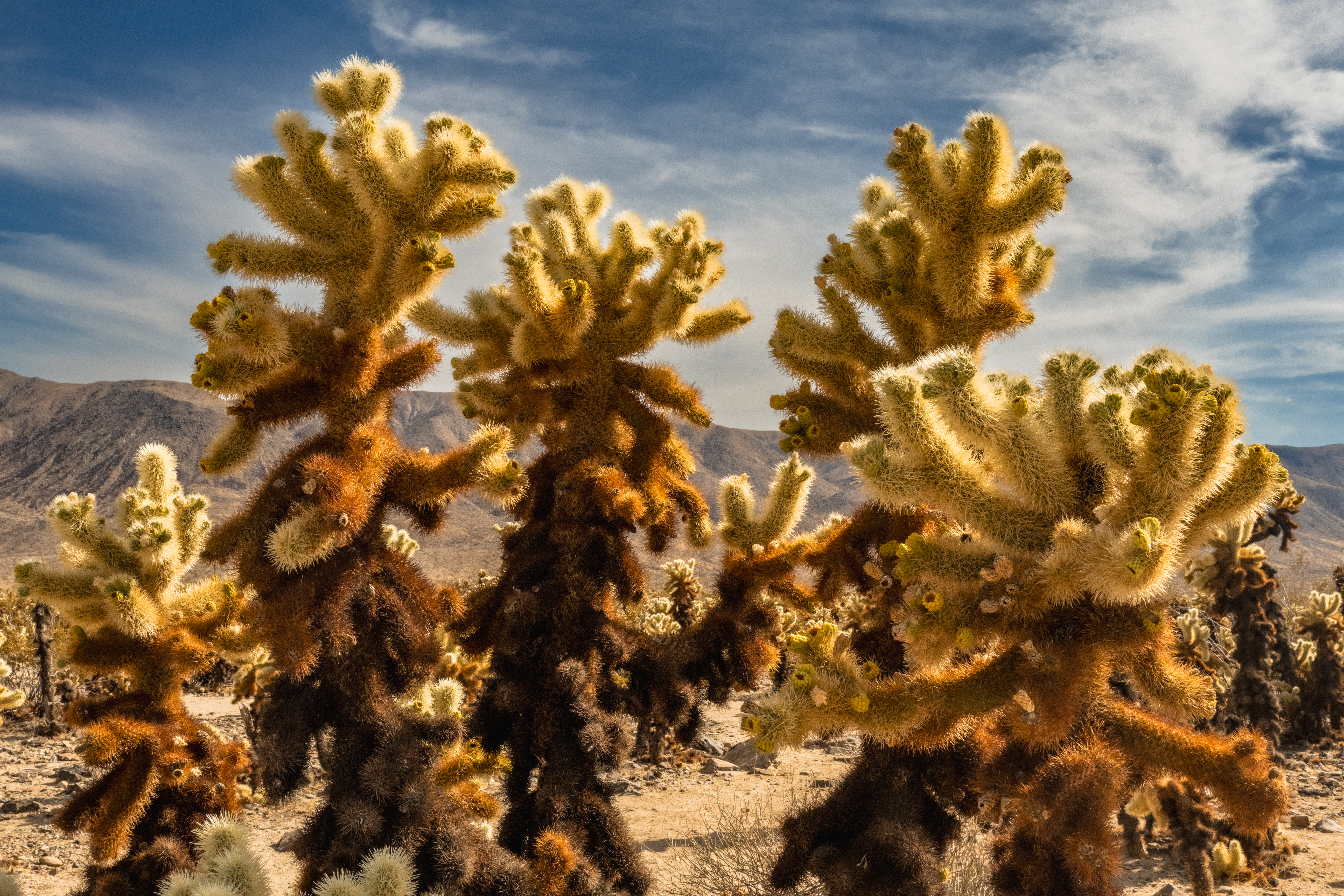 Cholla Cactus Garden Joshua Tree National Park by Paul Kestel