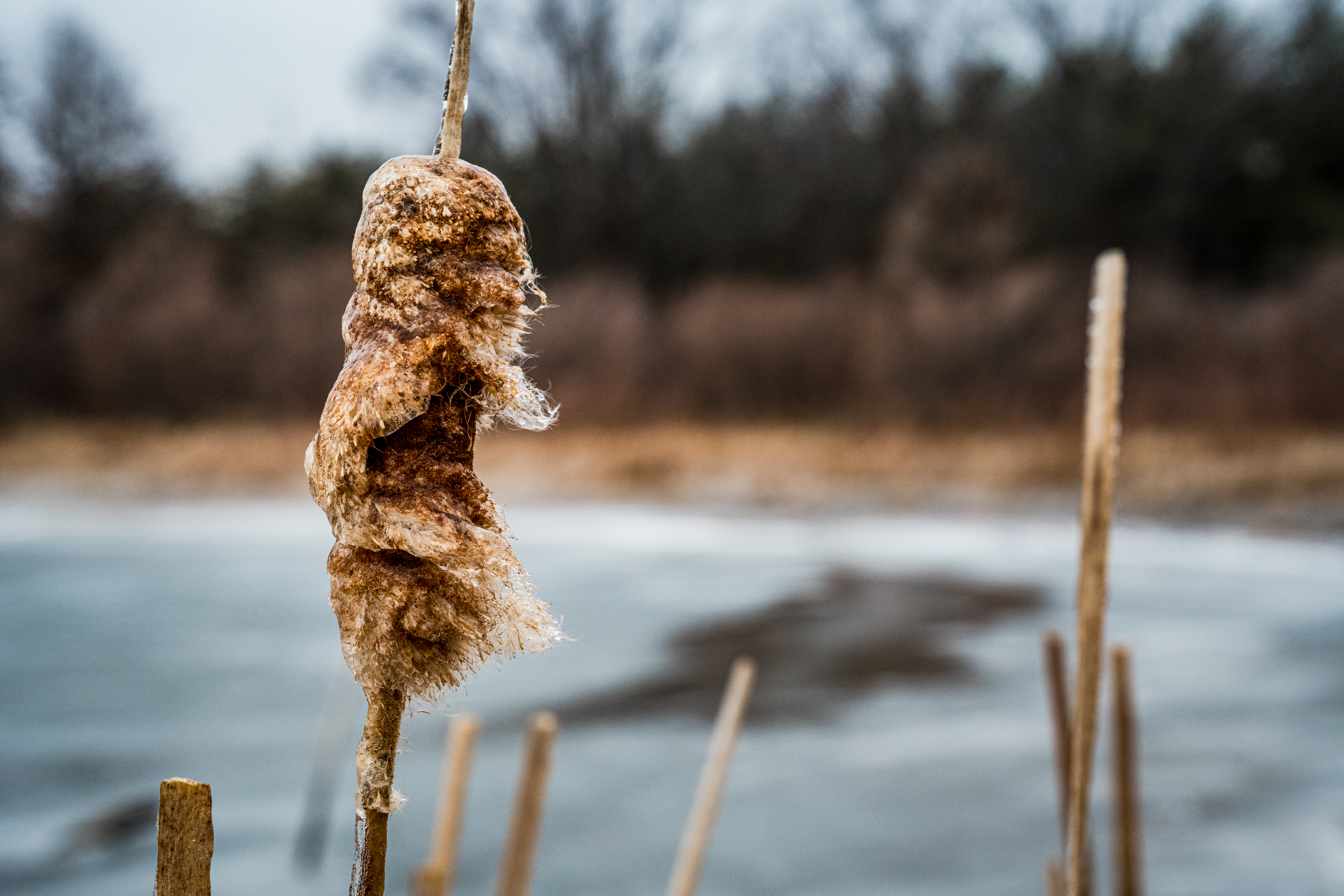Frozen Cattails by Paul Kestel