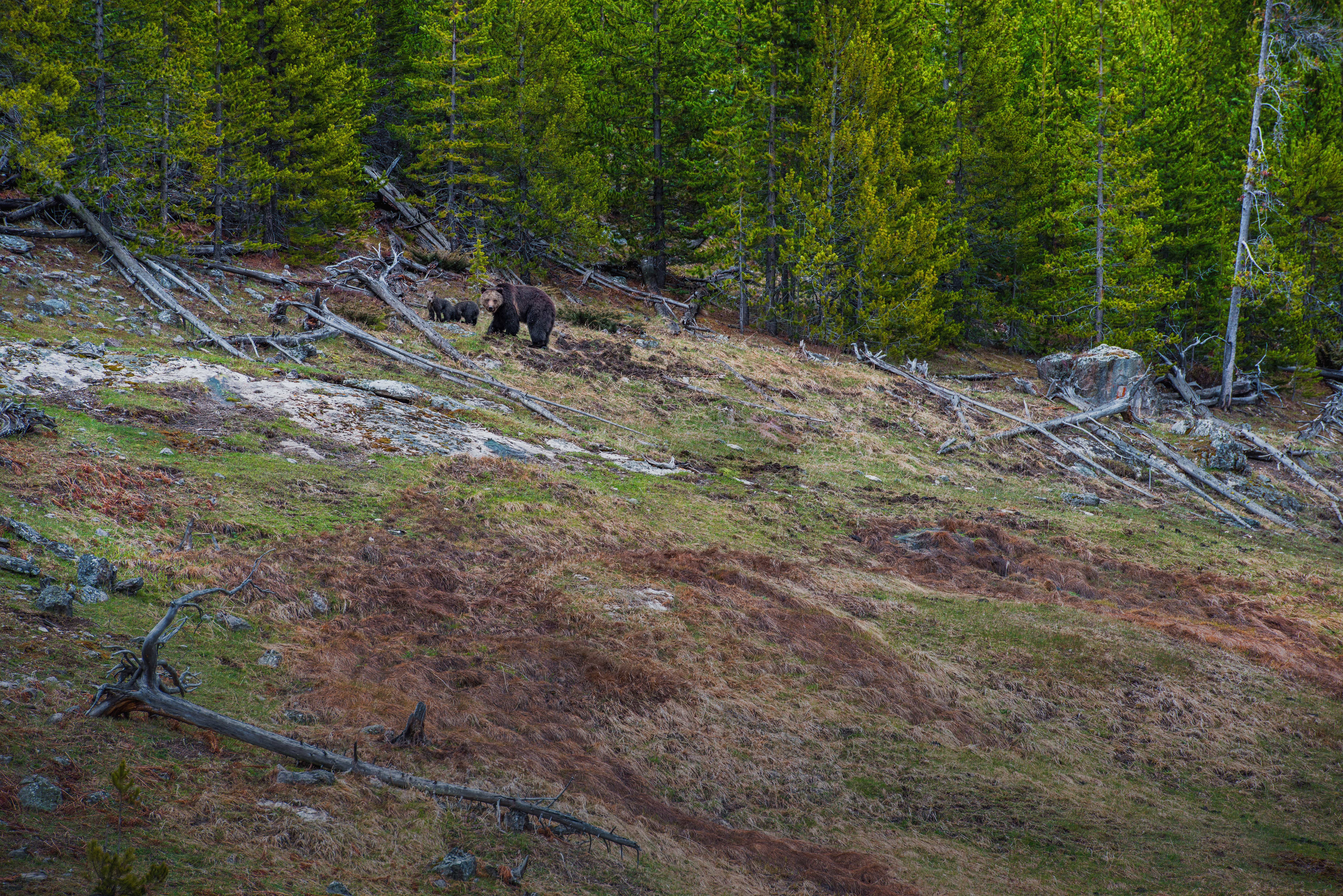 Momma & Twins Yellowstone National Park by Paul Kestel