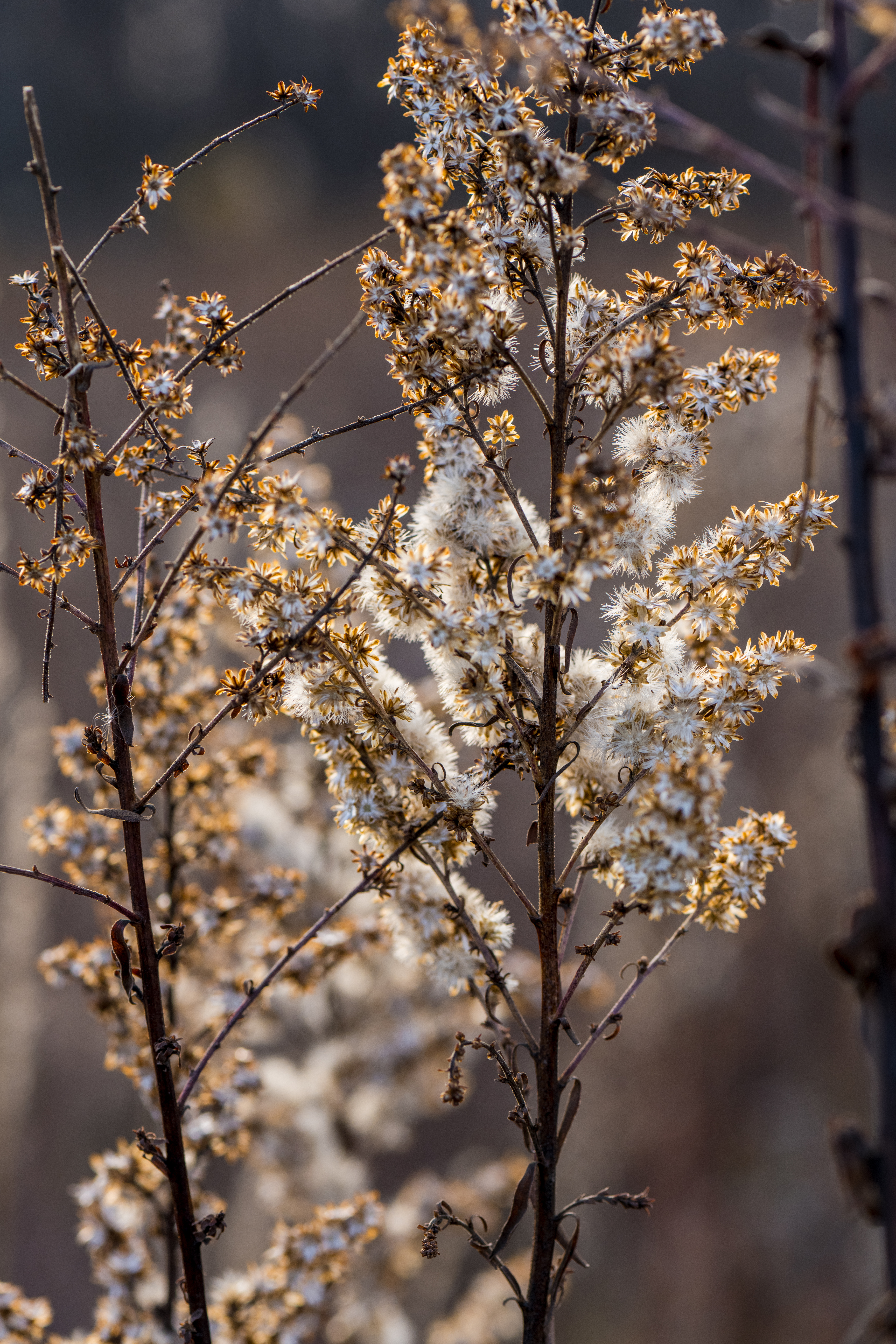 Morning Glow by Paul Kestel