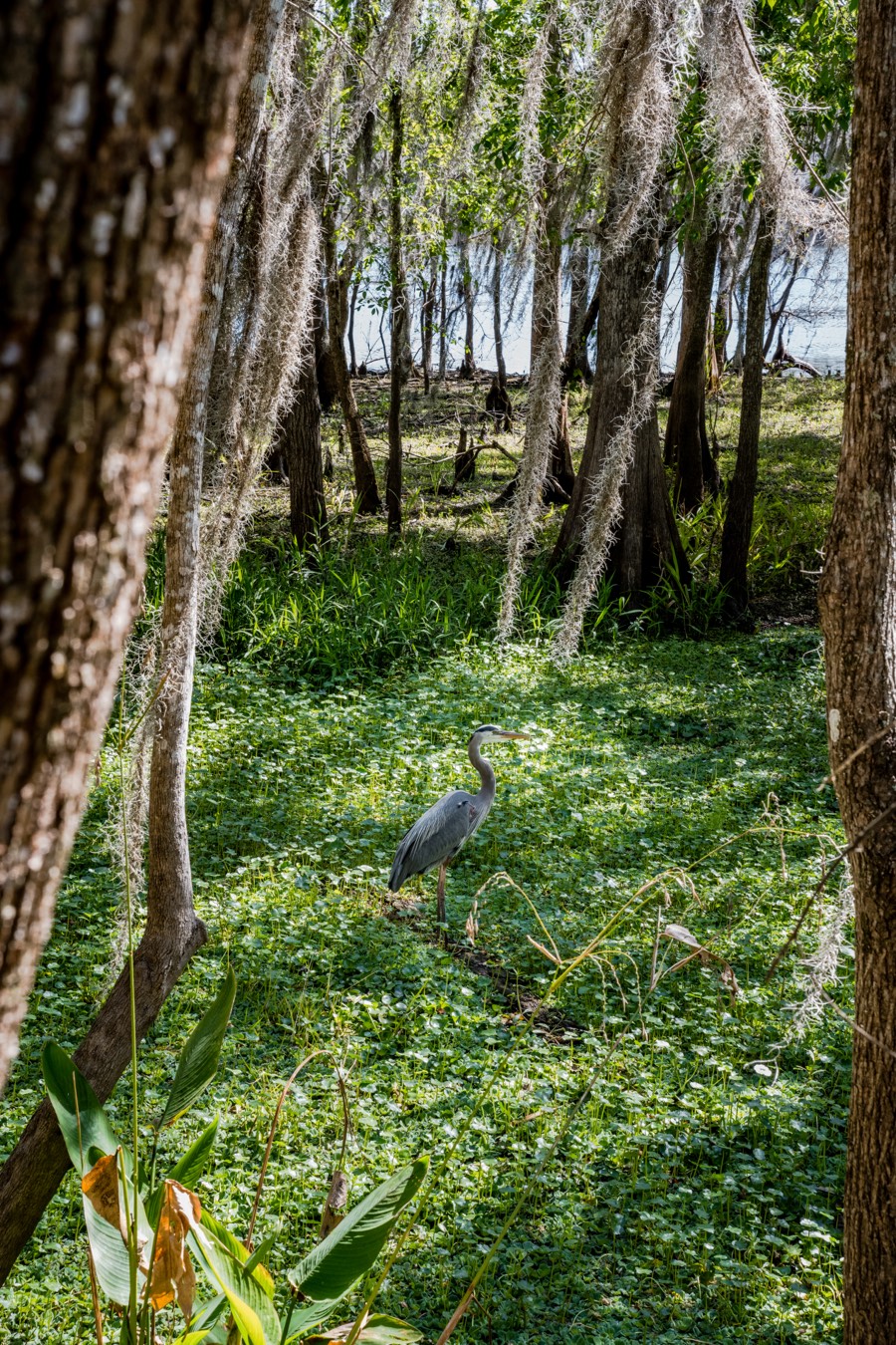 Great Blue Heron by Paul Kestel