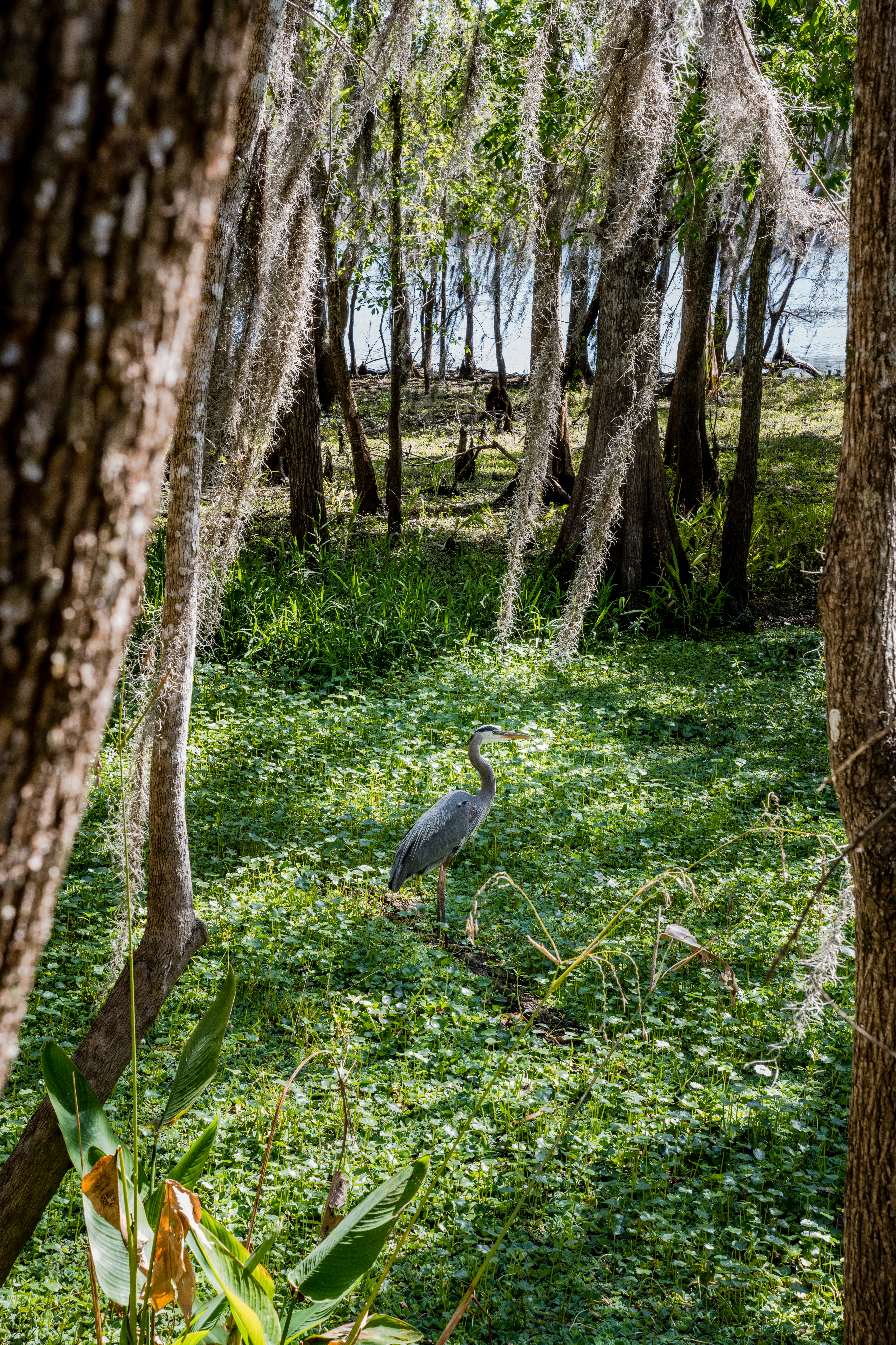 Great Blue Heron by Paul Kestel