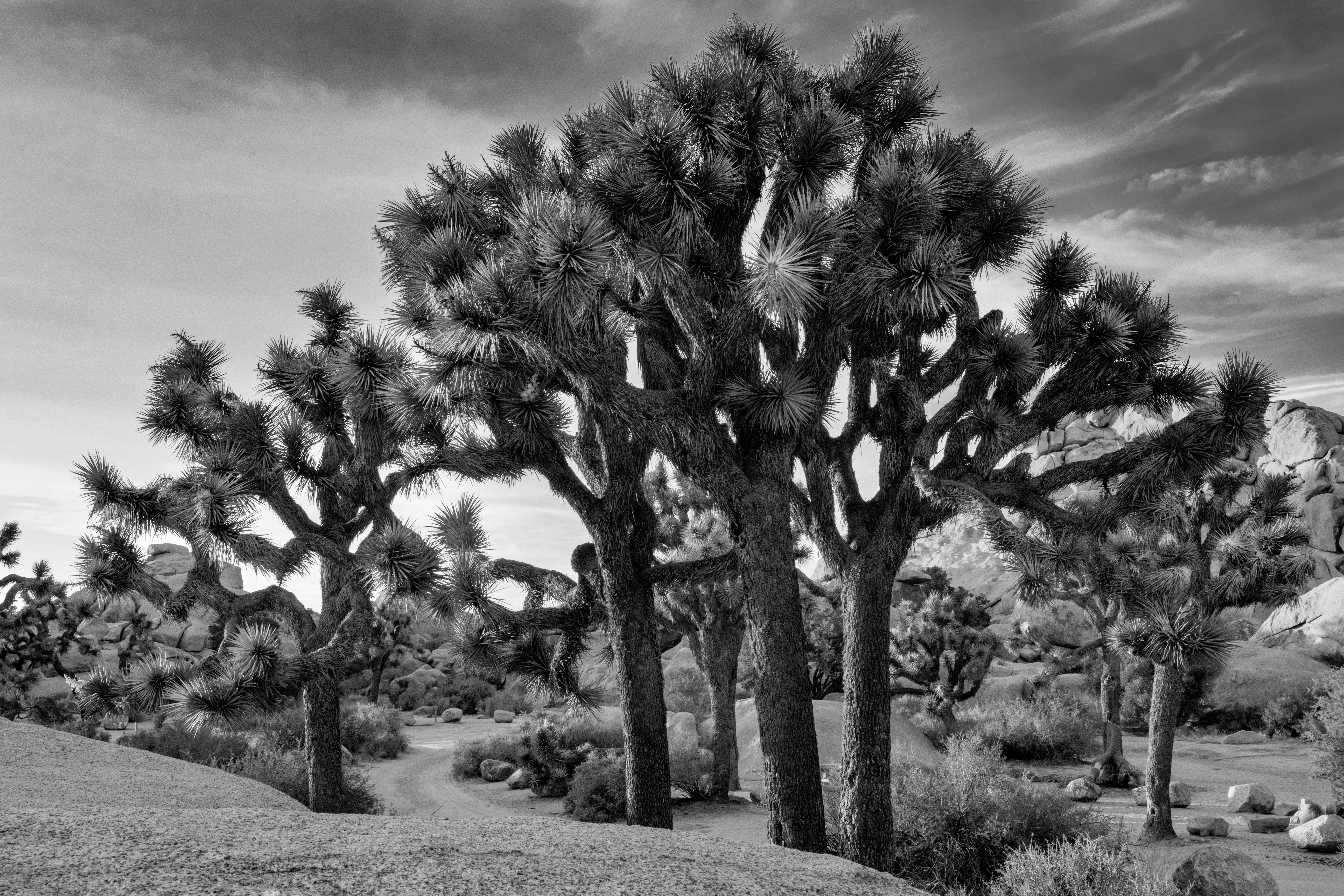Joshua Tree National Park B&W by Paul Kestel