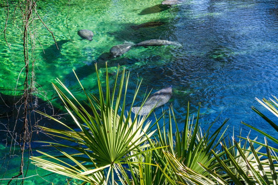 Blue Spring State Park by Paul Kestel