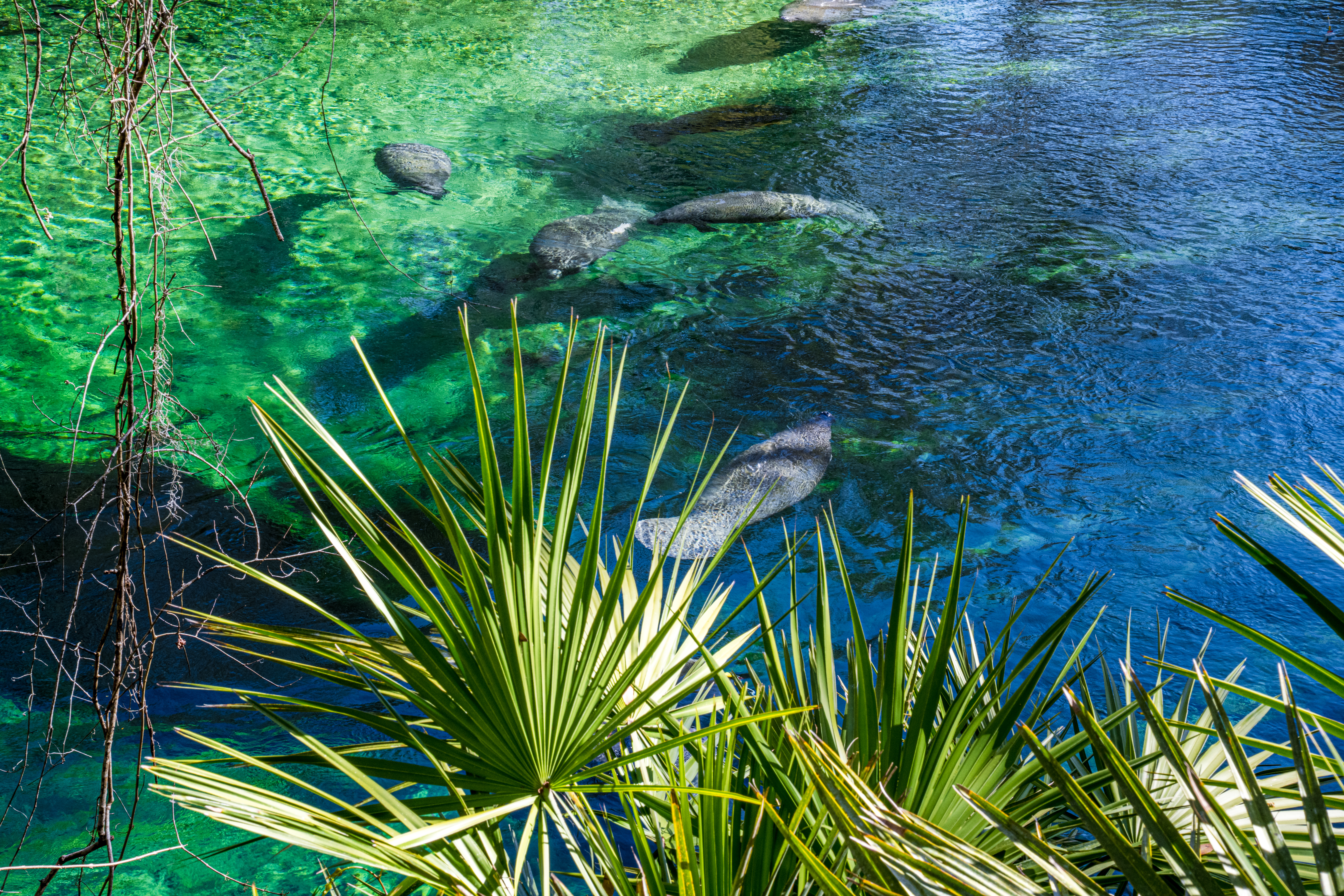 Blue Spring State Park by Paul Kestel