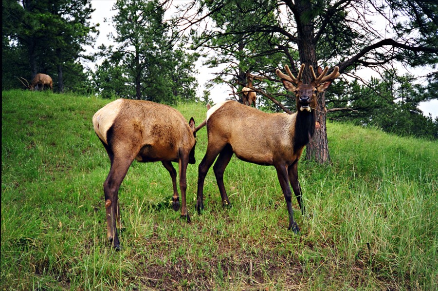 Elk by Paul Kestel