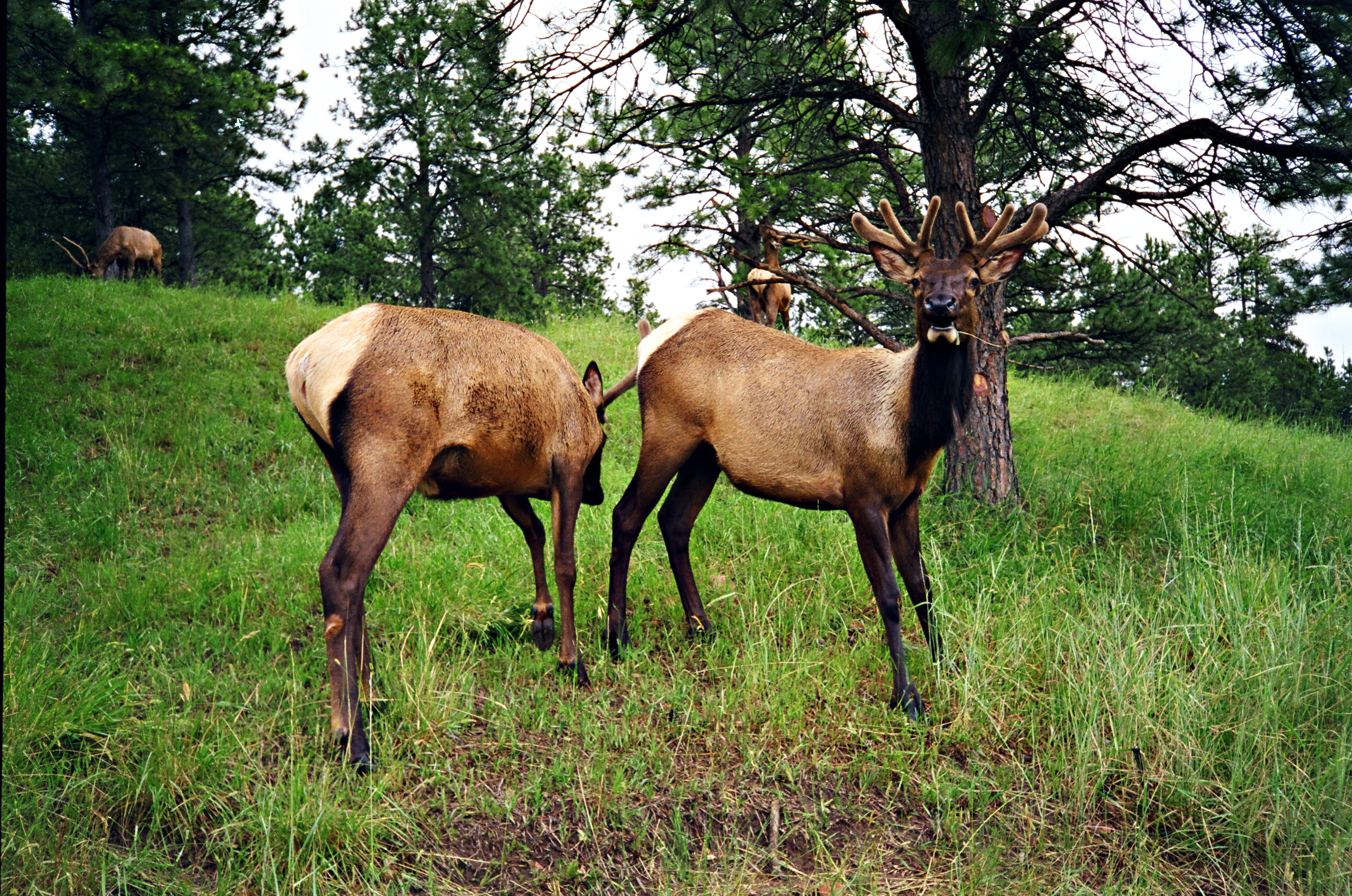 Elk by Paul Kestel