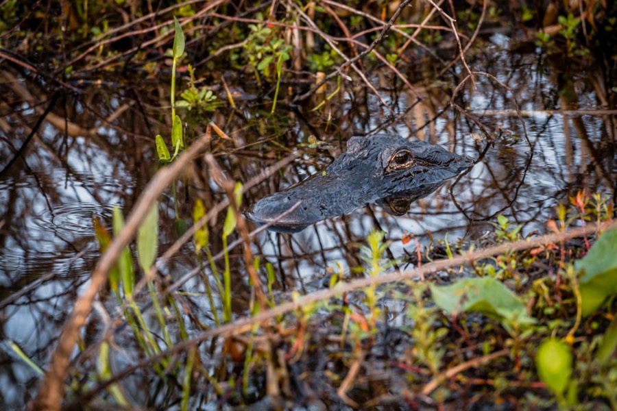 Gator by Paul Kestel