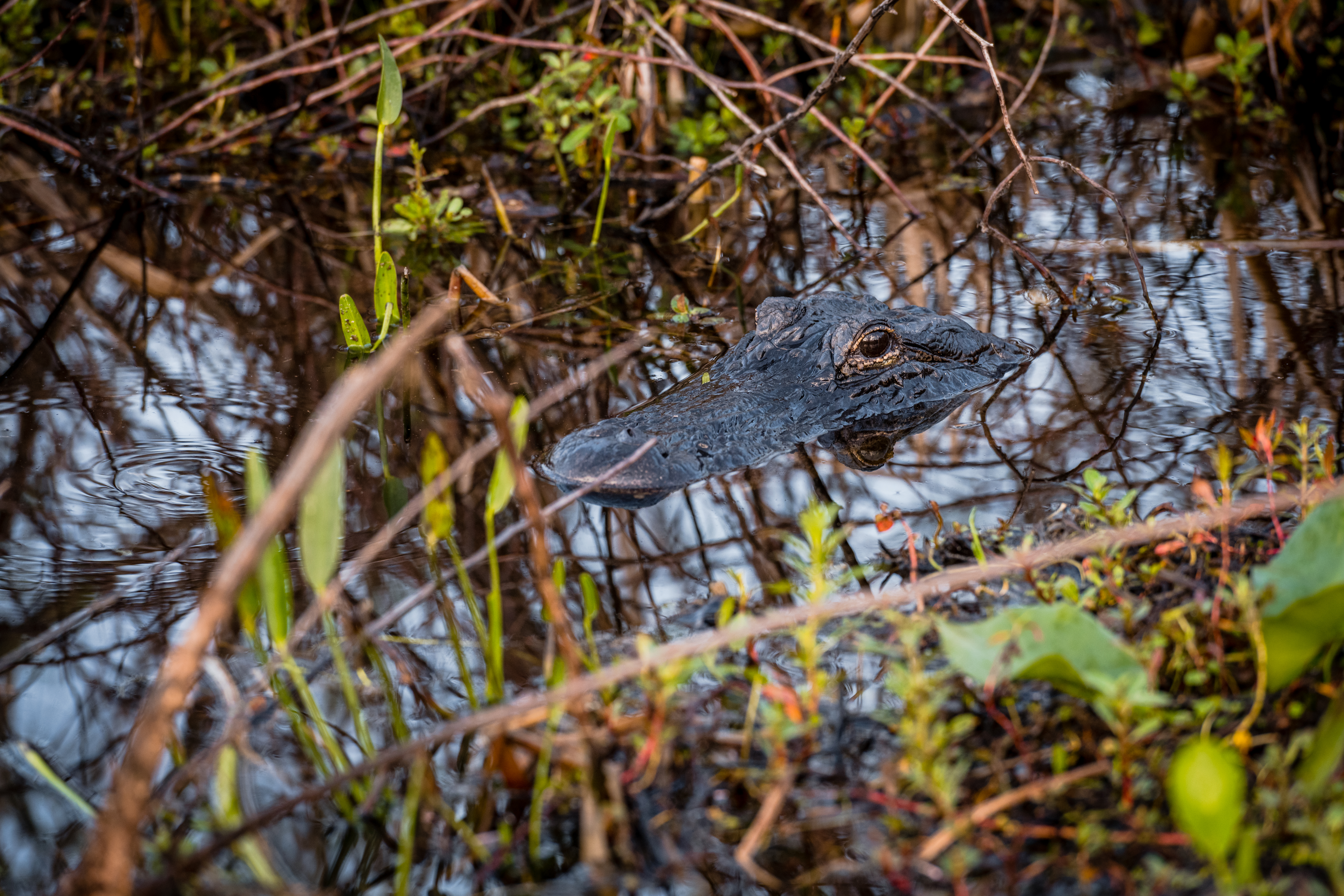 Gator by Paul Kestel
