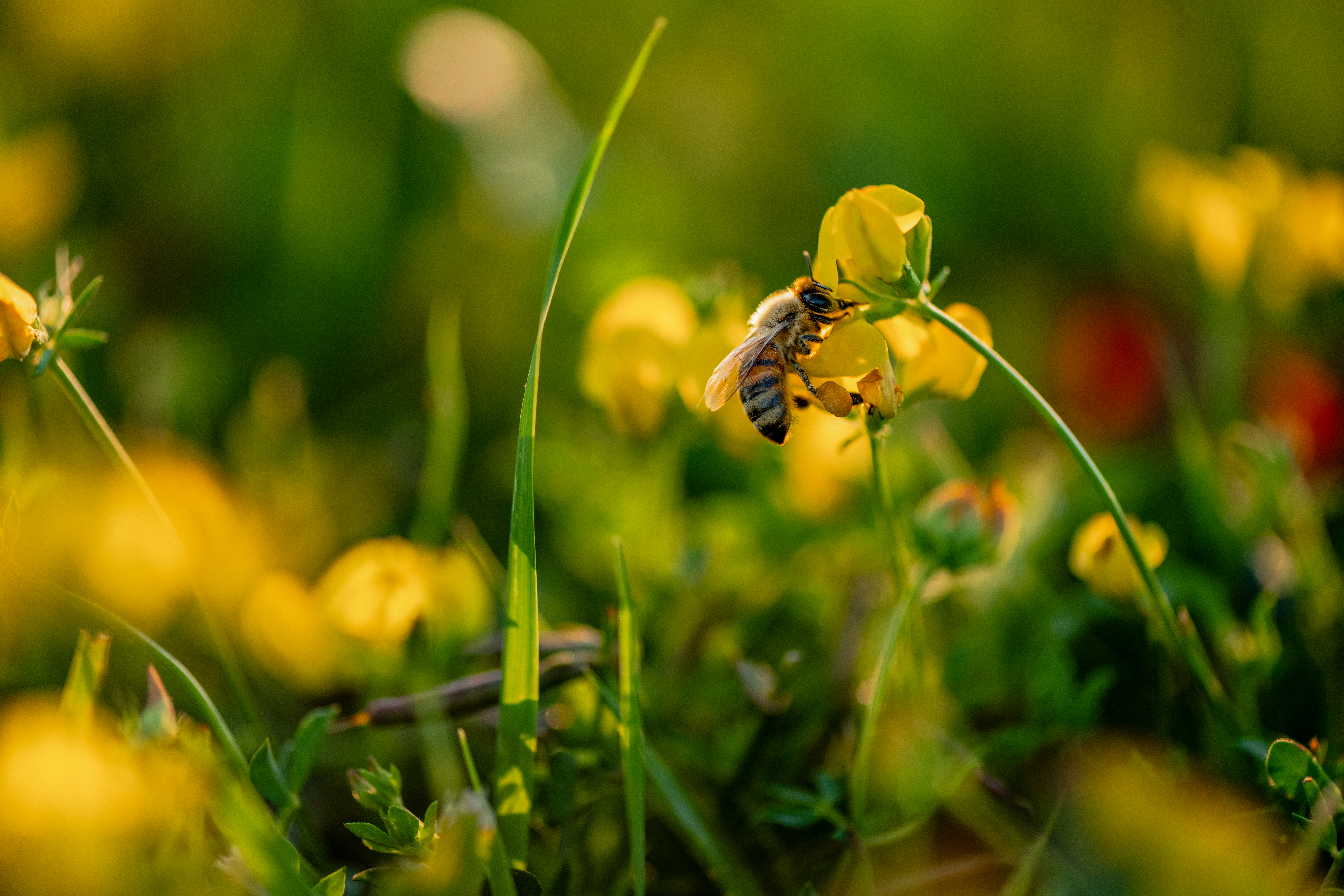 Busy Bee by Paul Kestel