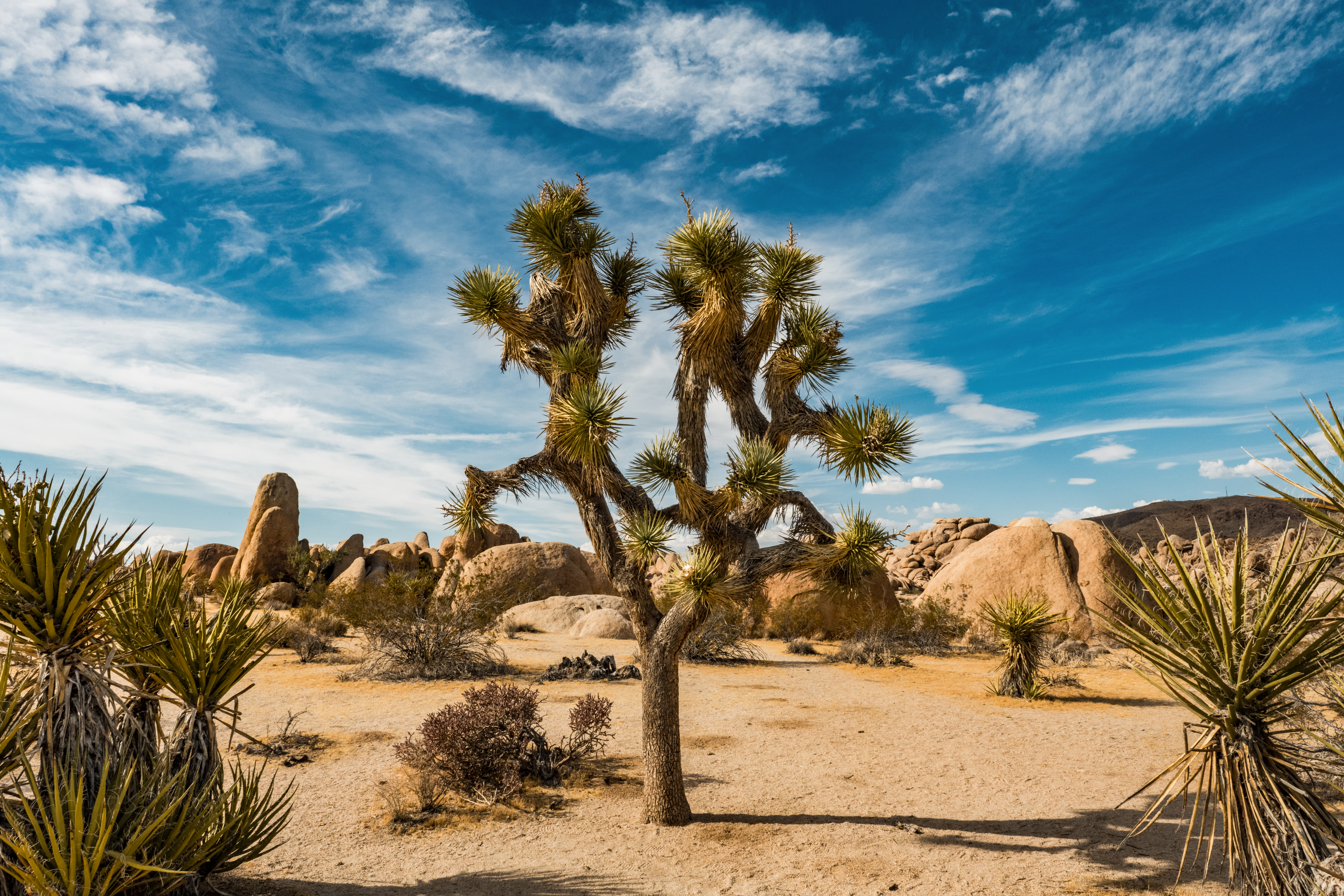 Blue Sky Joshua Tree by Paul Kestel