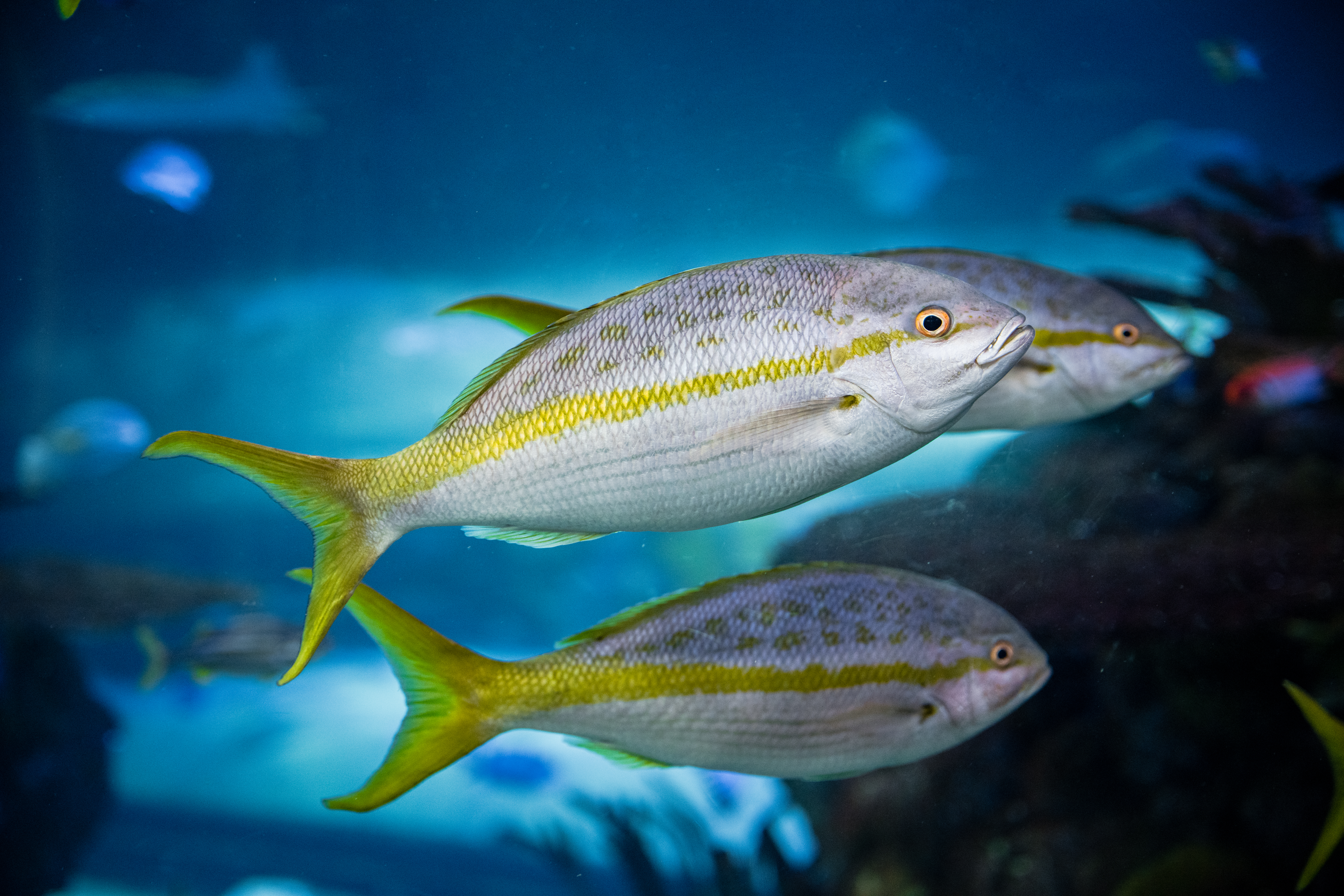 Yellowtail Snappers by Paul Kestel