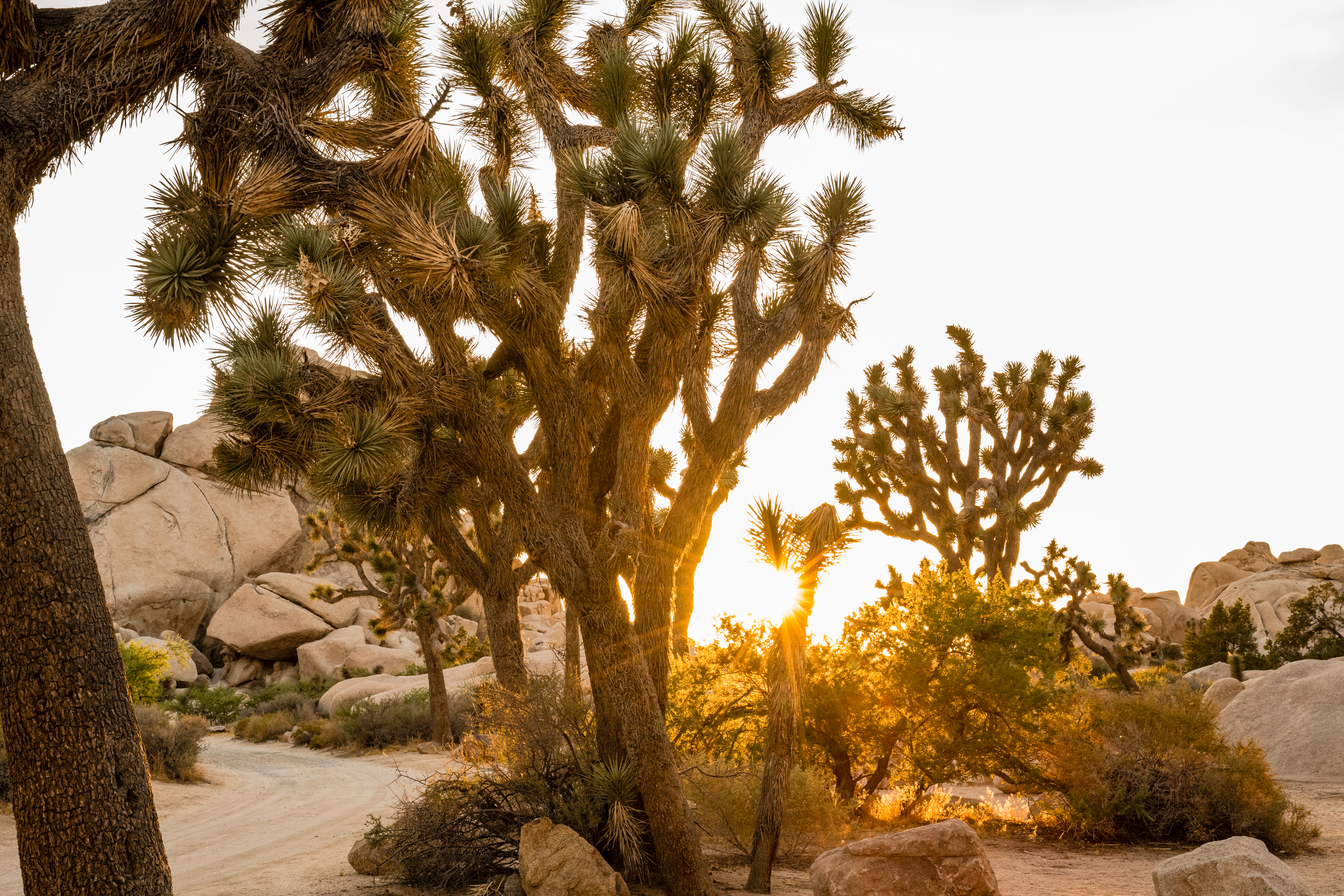 Joshua Trees Sun Glow by Paul Kestel