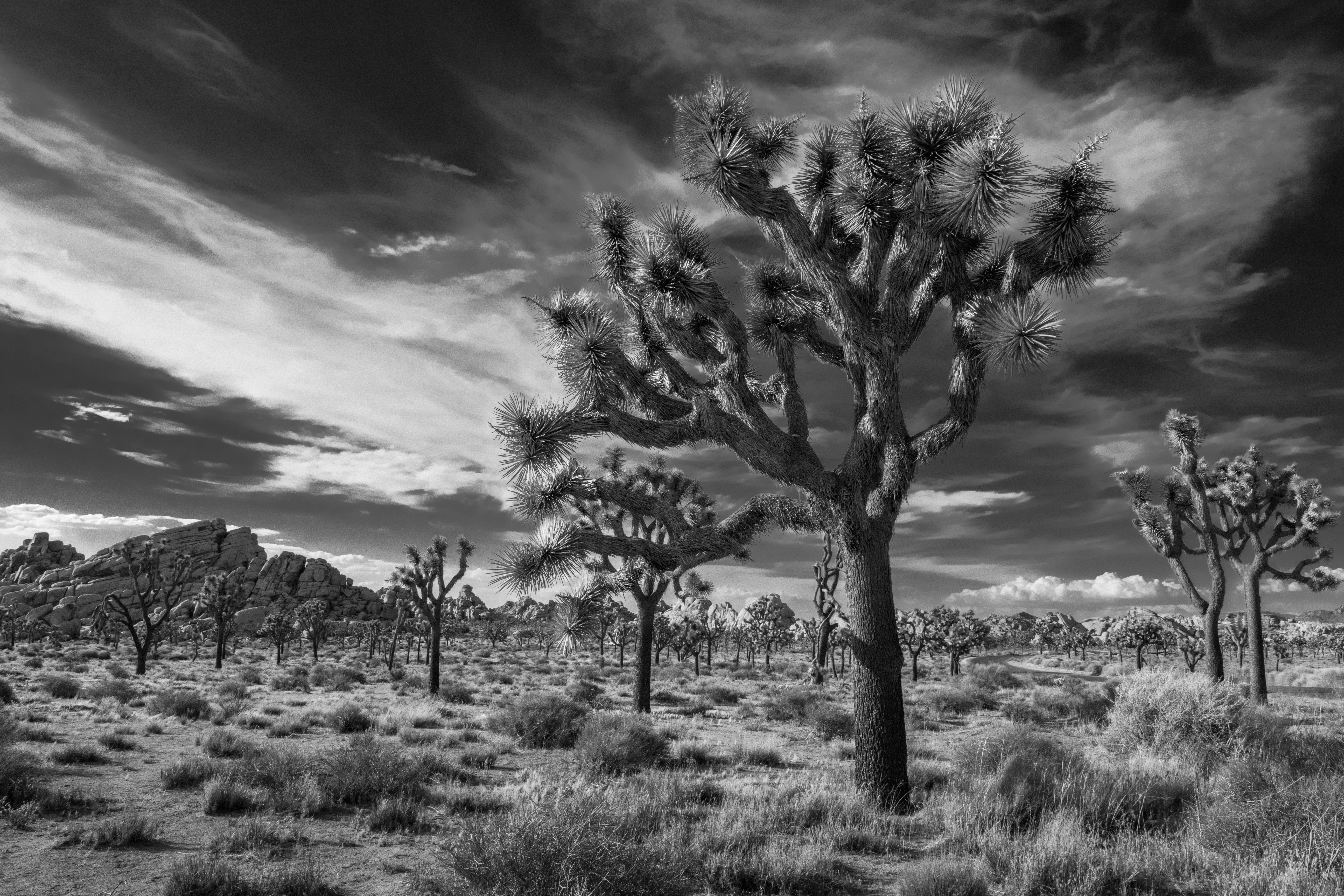Joshua Tree National Park B&W by Paul Kestel