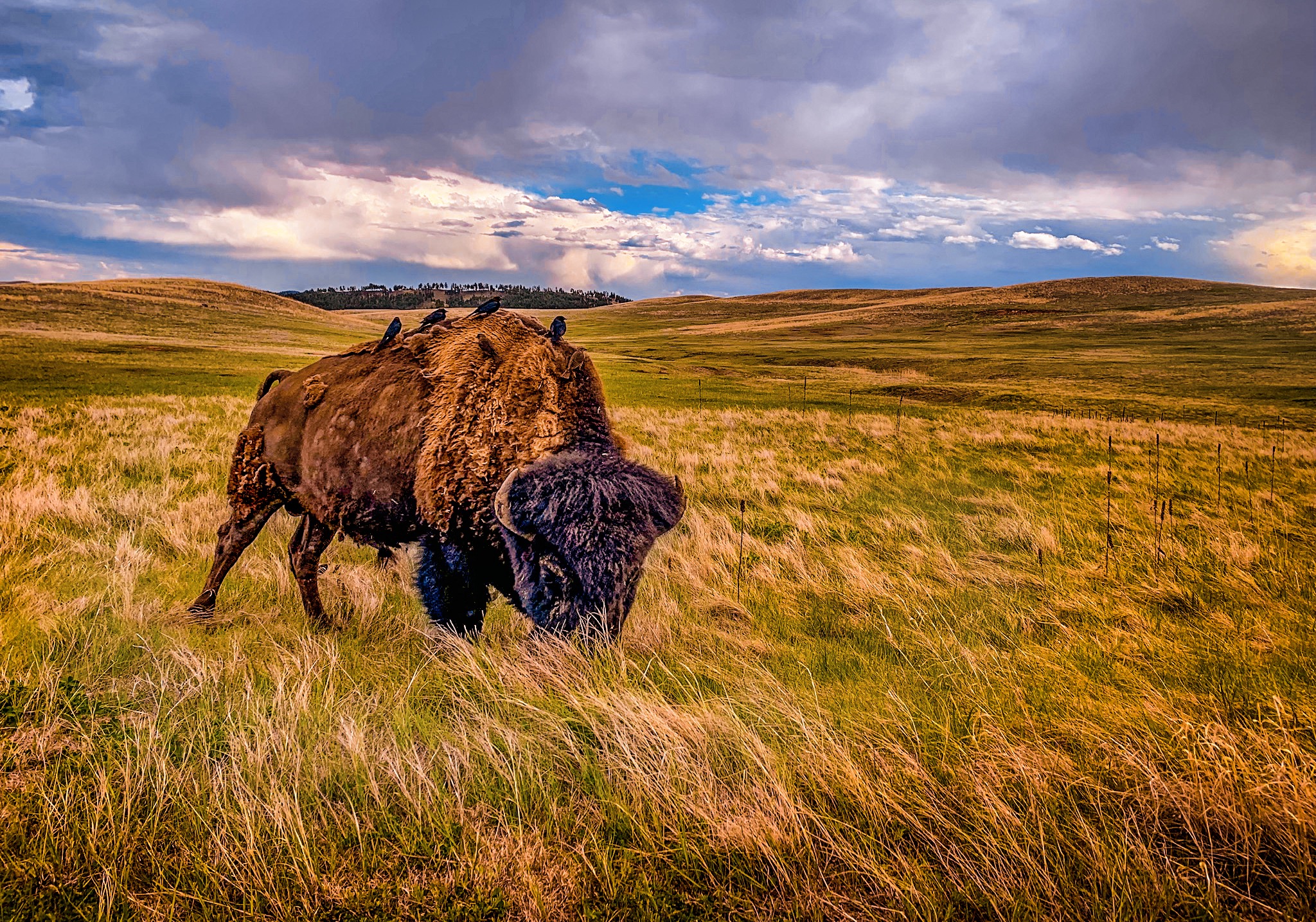 Bison in Wind Caves National Park by Paul Kestel