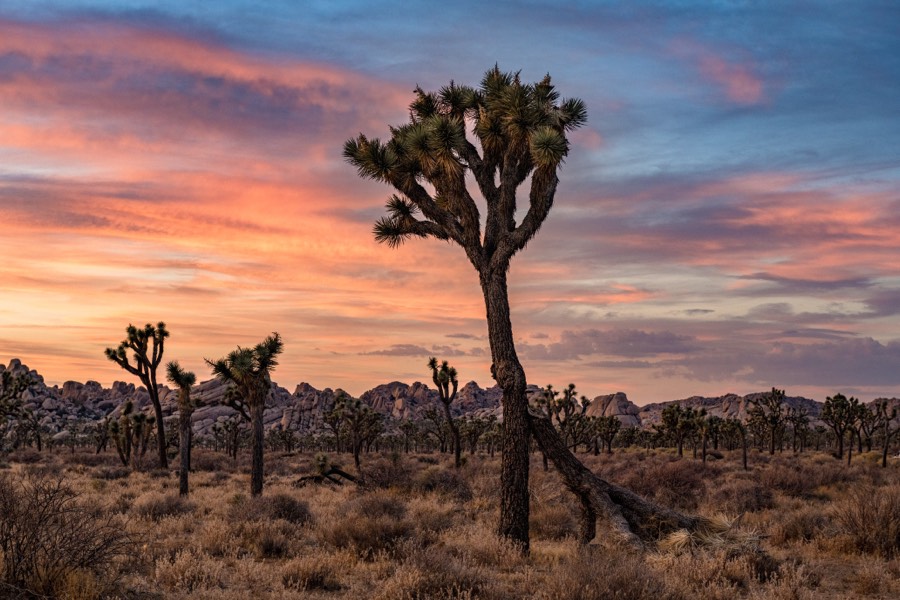Joshua Tree National Park by Paul Kestel