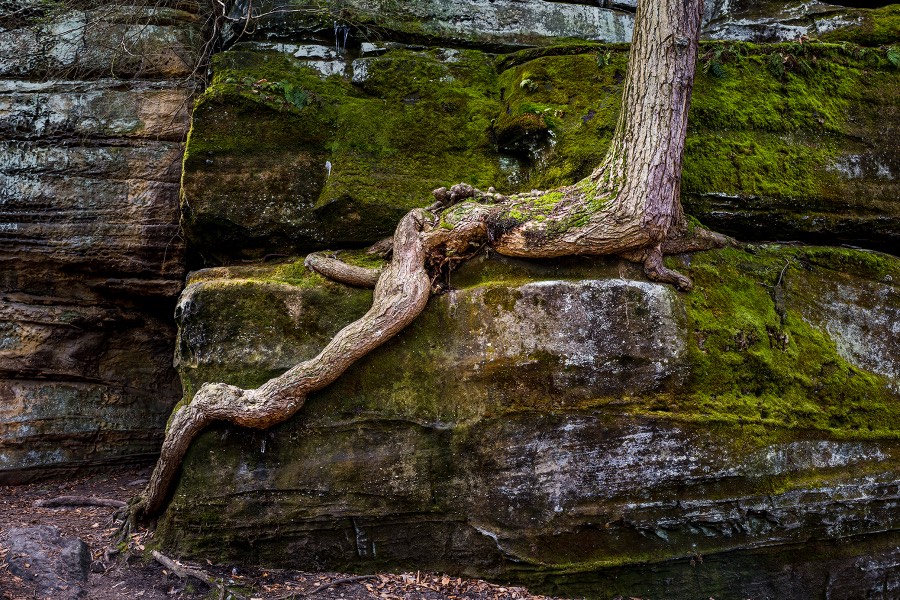 Root  in Cuyahoga National Park by Paul Kestel