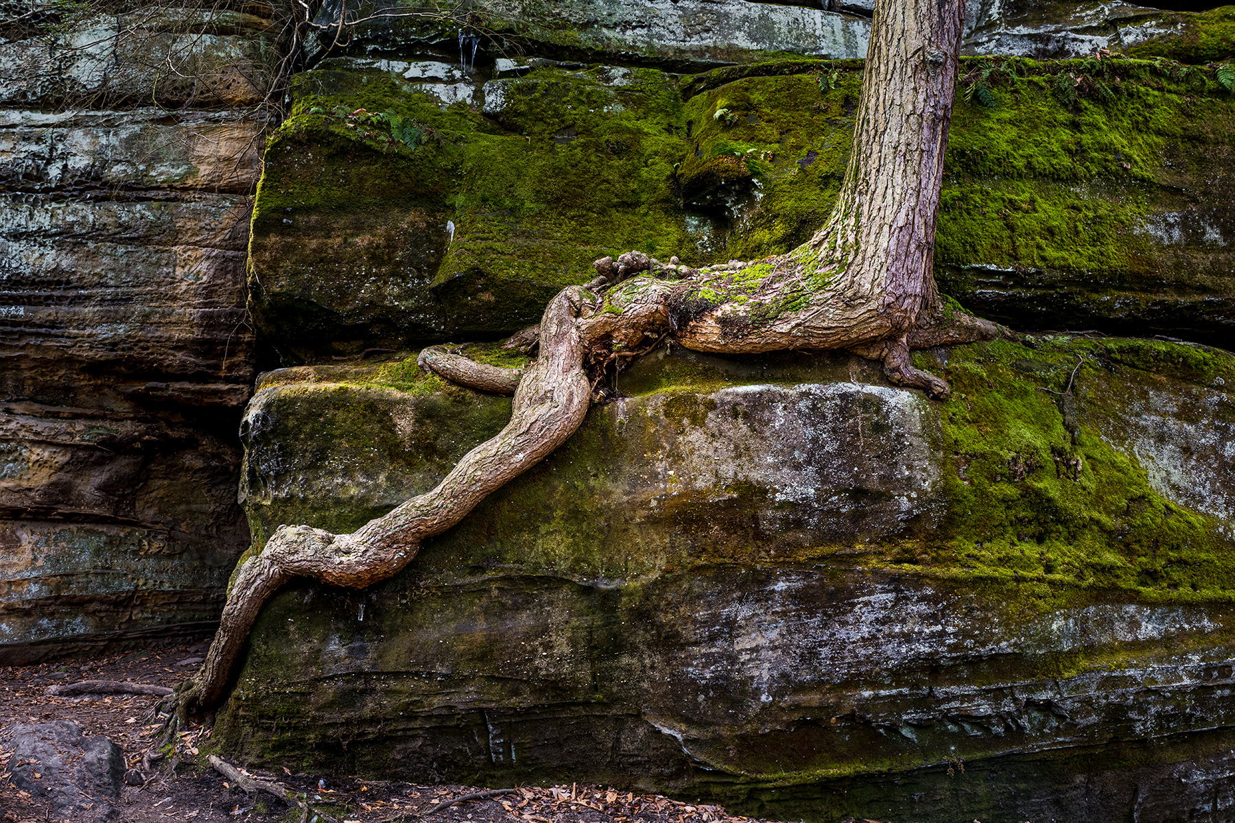 Root  in Cuyahoga National Park by Paul Kestel
