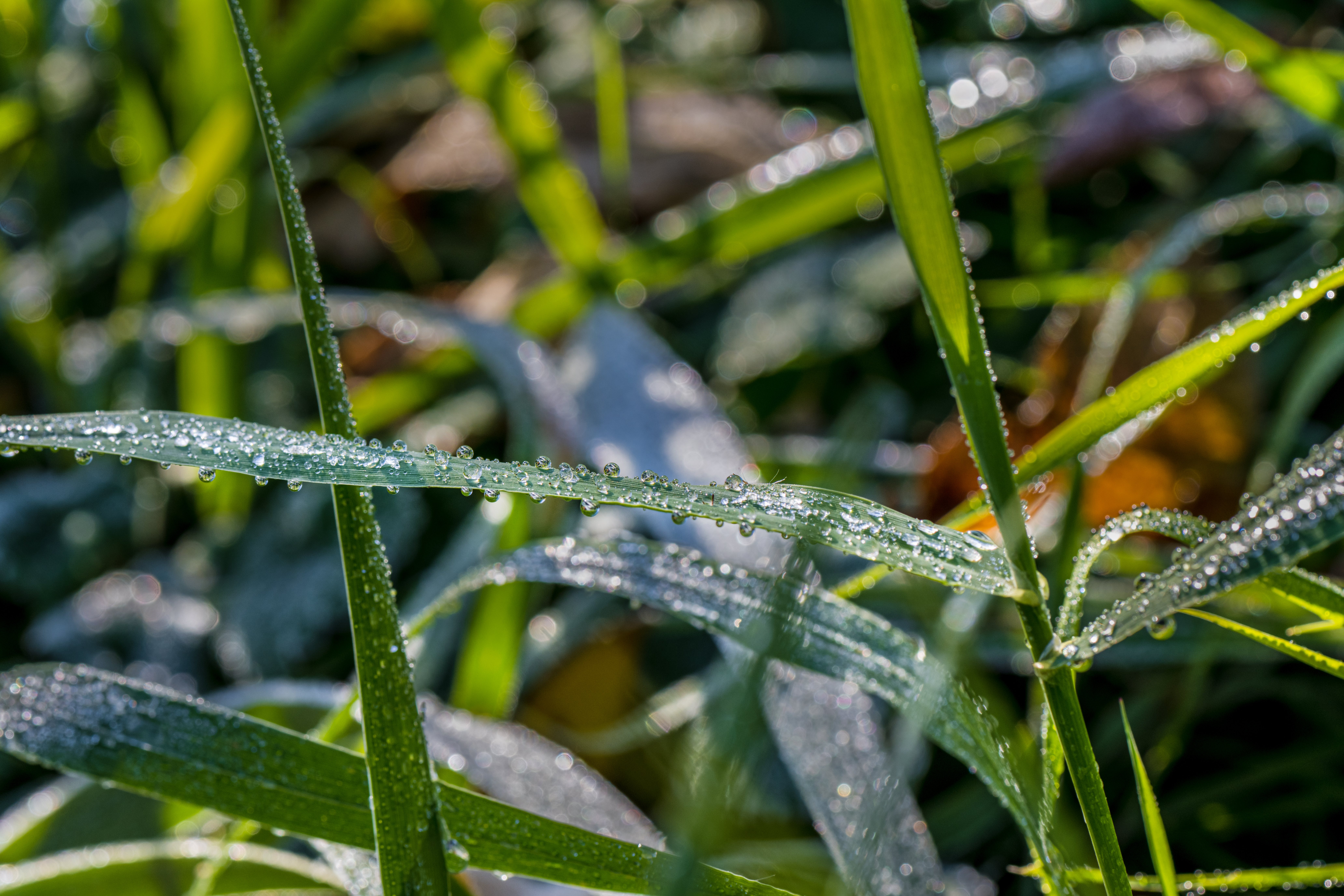 Dew Drops by Paul Kestel