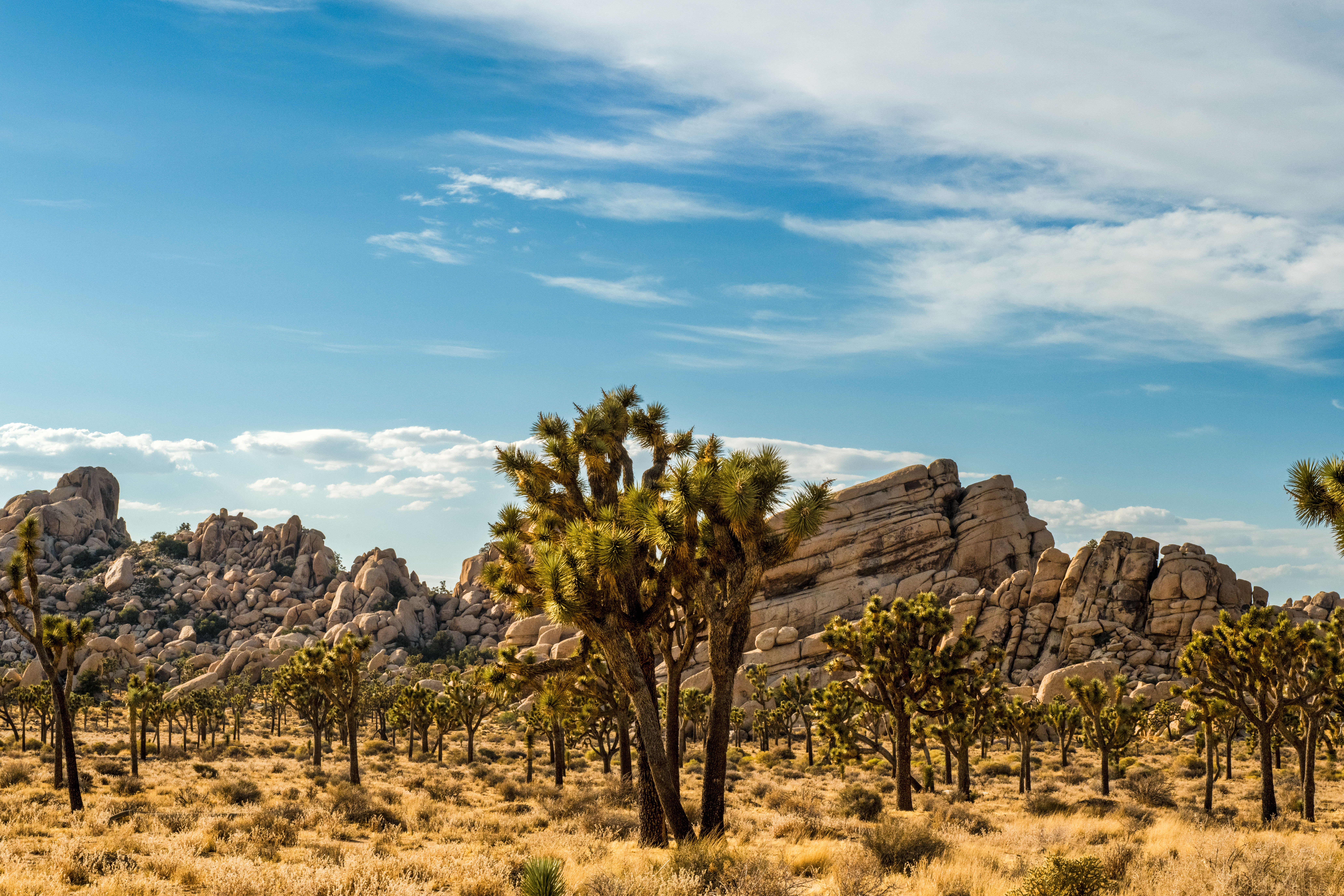 Sunny Landscape by Paul Kestel