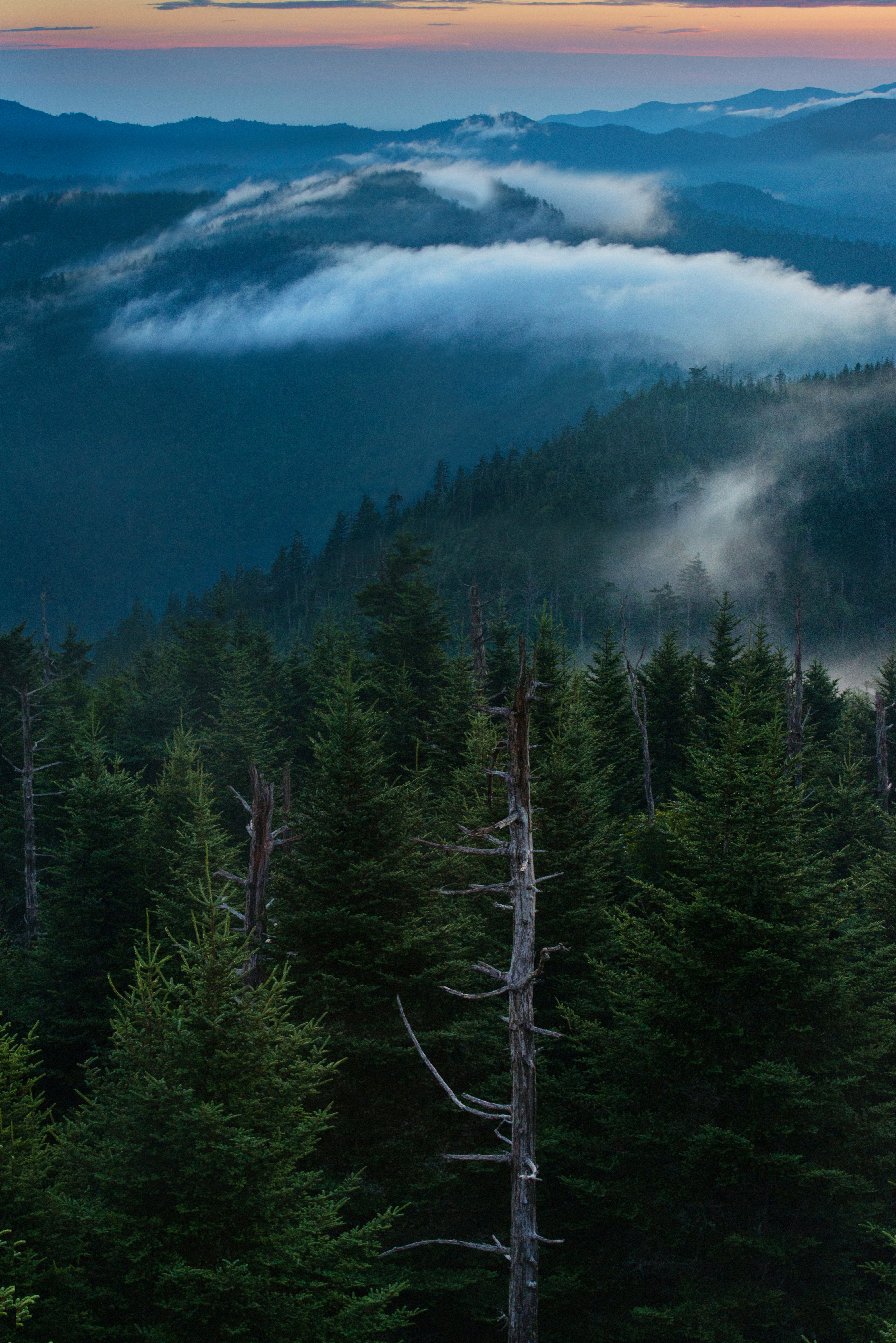 Dead Pine by Paul Kestel