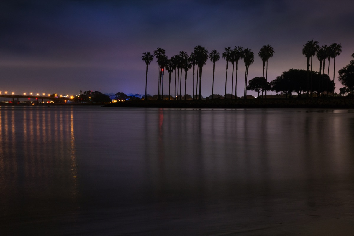 Palm Tree Silhouettes by Paul Kestel