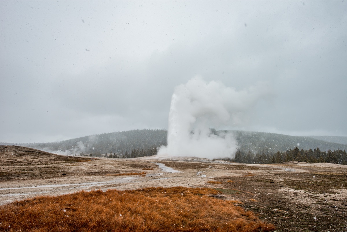 Old Faithful Yellowstone National Park by Paul Kestel