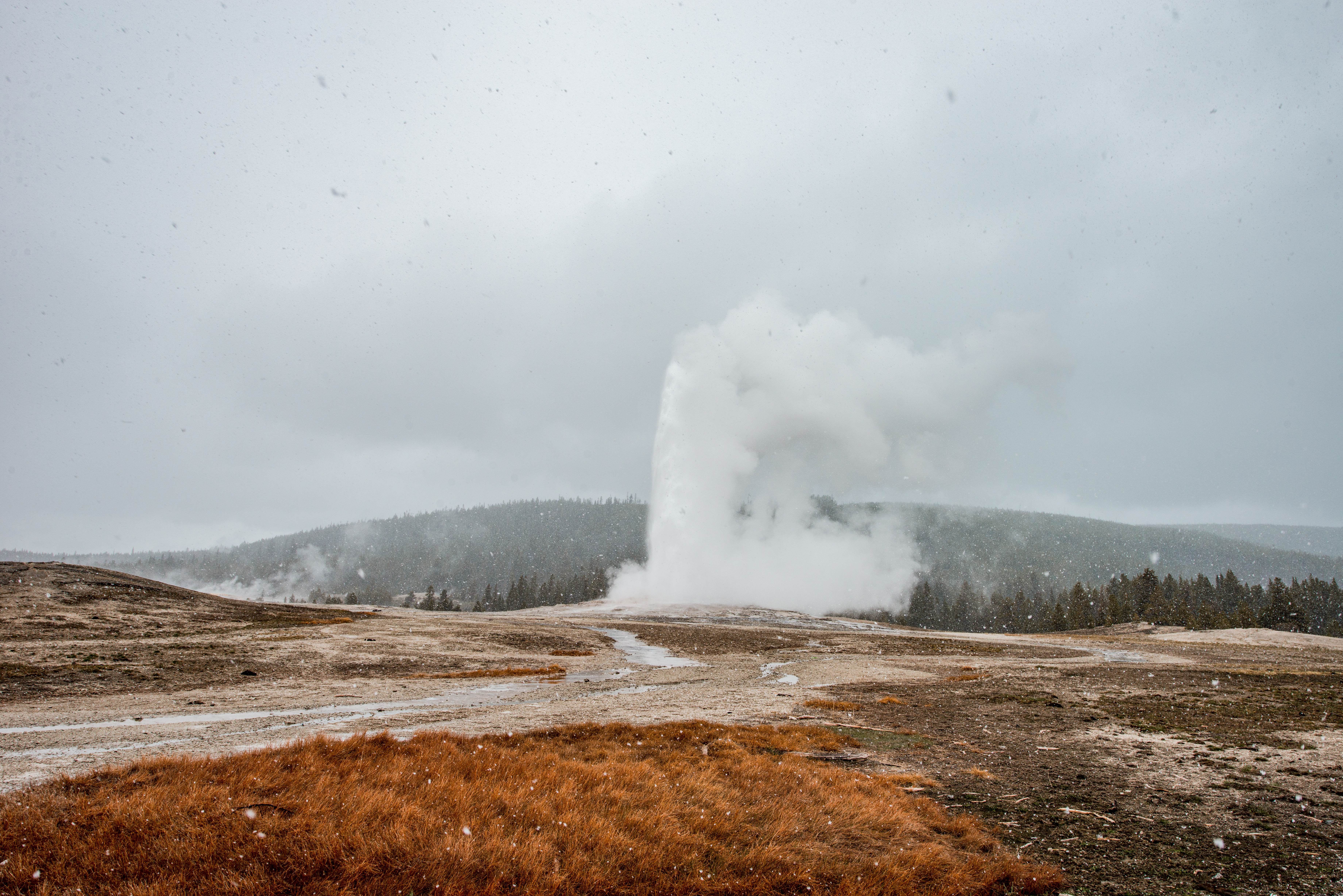 Old Faithful Yellowstone National Park by Paul Kestel