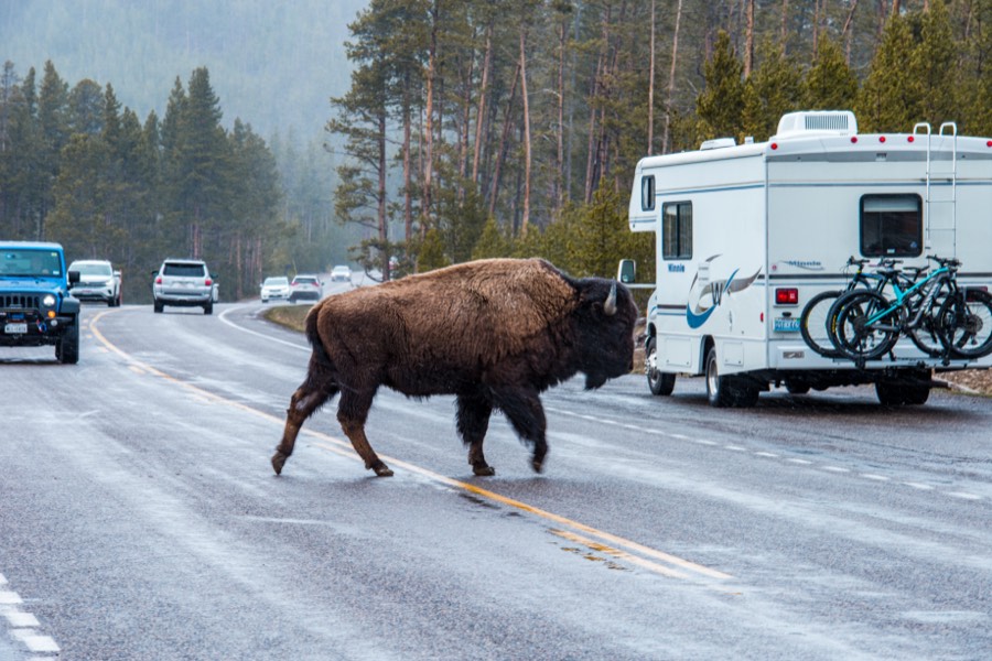Excuse Me Yellowstone National Park by Paul Kestel