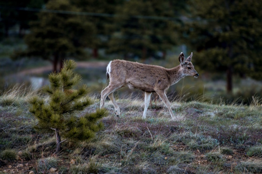 Evening Stroll