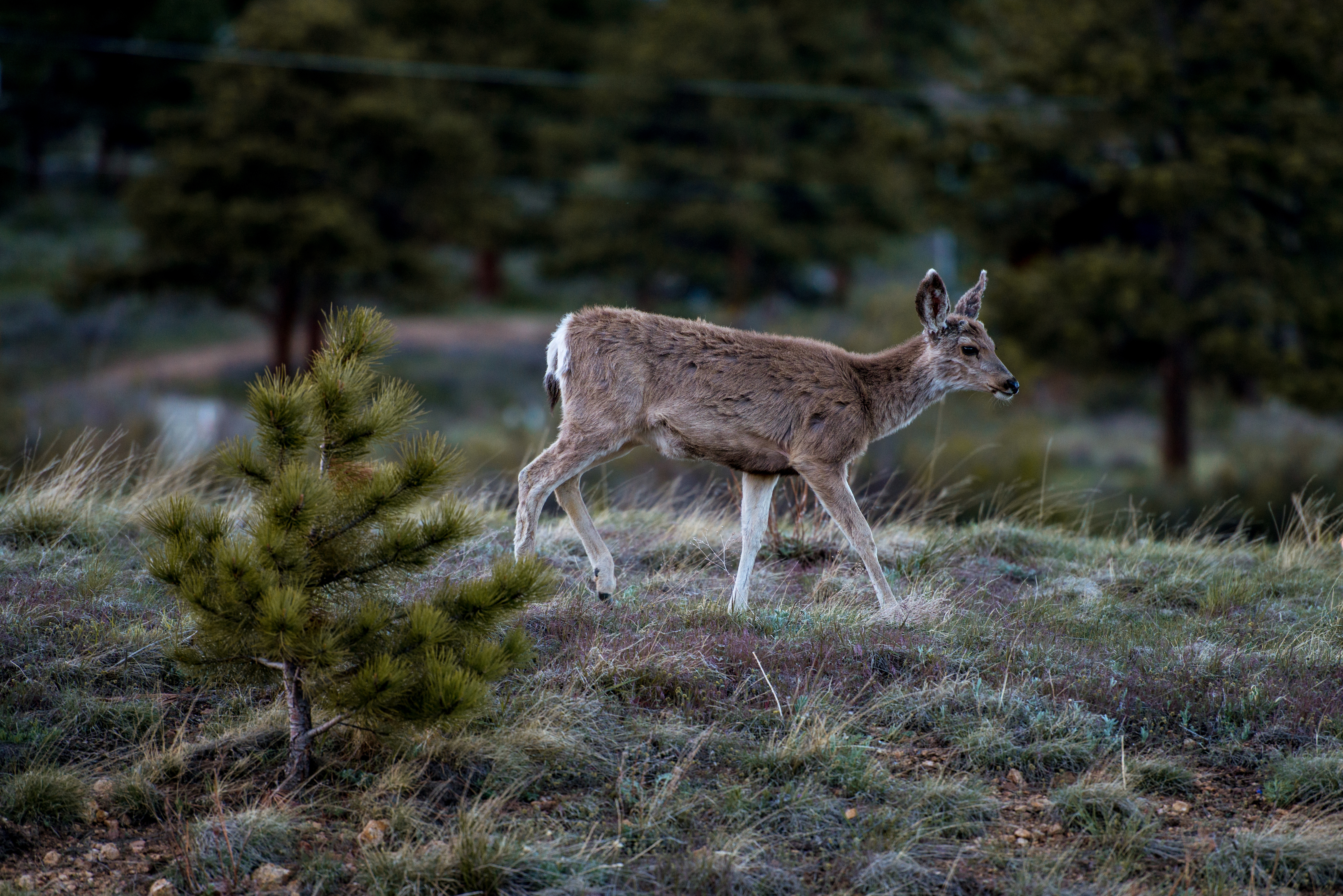 Evening Stroll by Paul Kestel