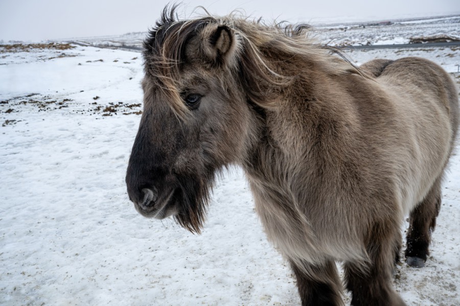 Icelandic horse in Countryside by Paul Kestel