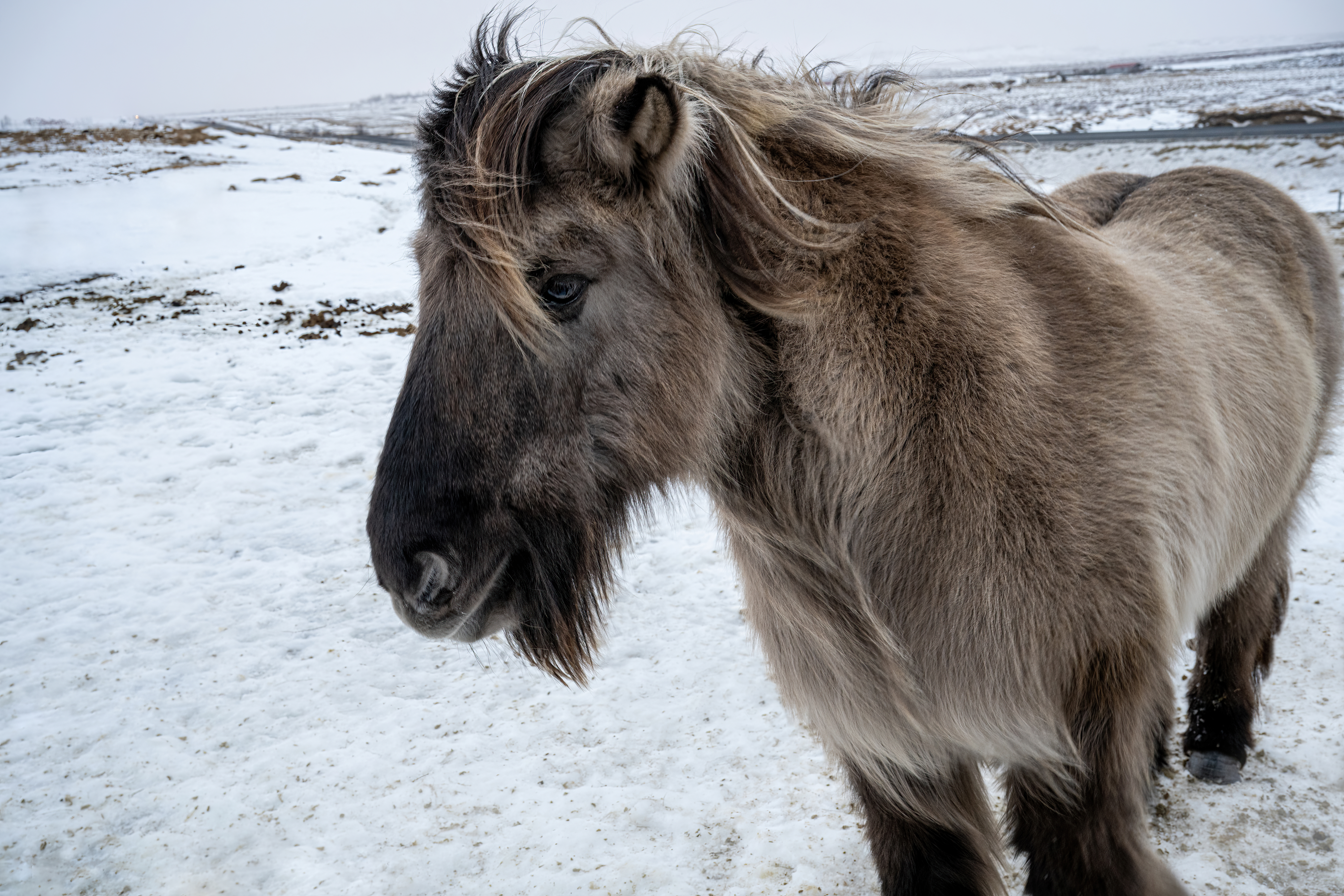 Icelandic horse in Countryside by Paul Kestel