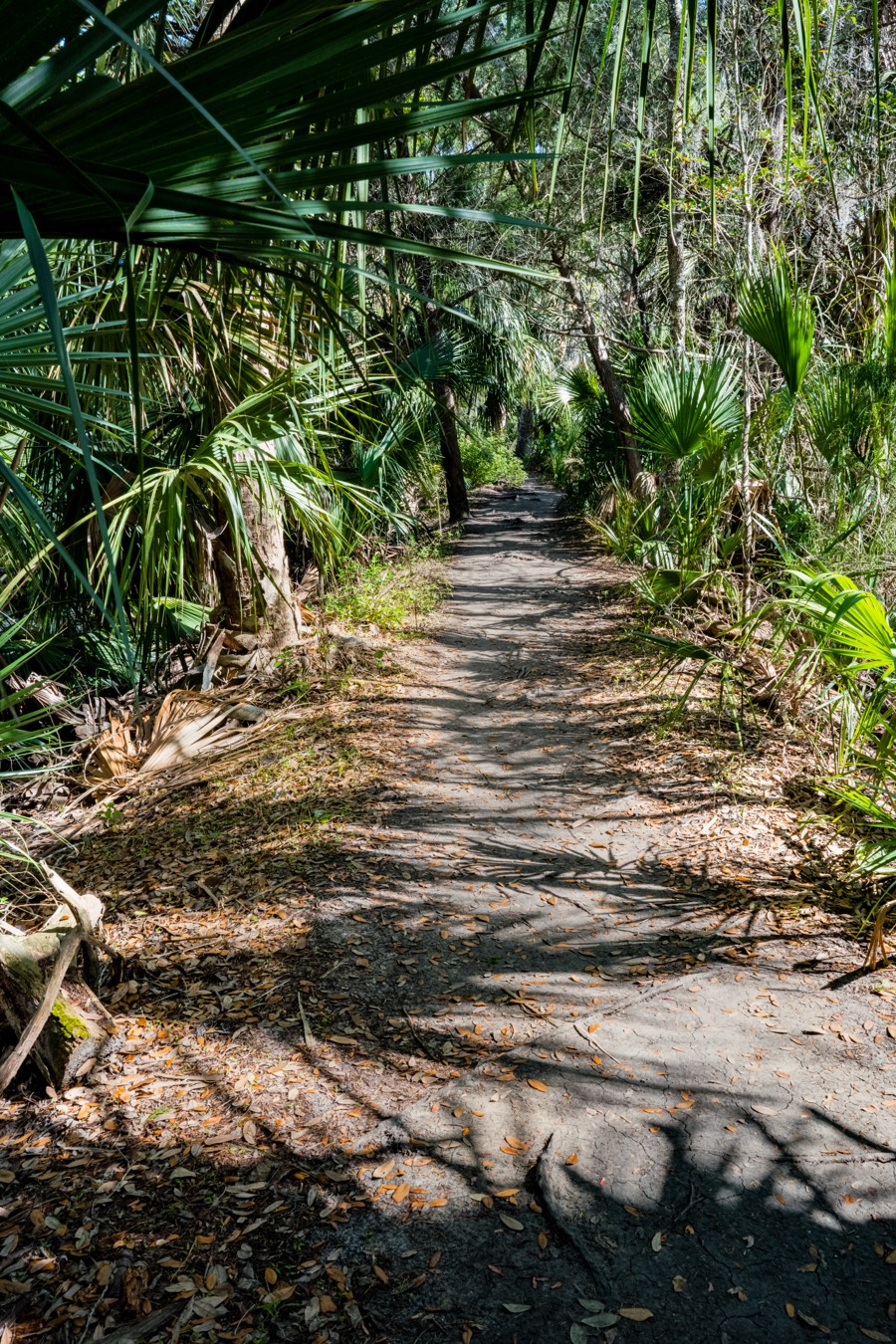 Black Bear Wilderness Area Trail by Paul Kestel