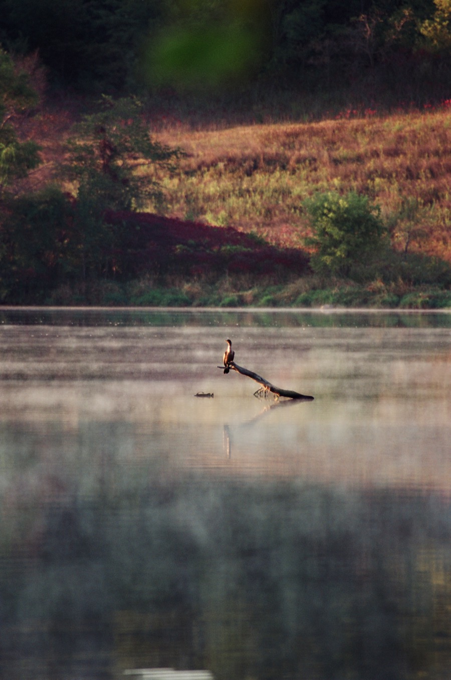 Early Morning Bird, Film Scan