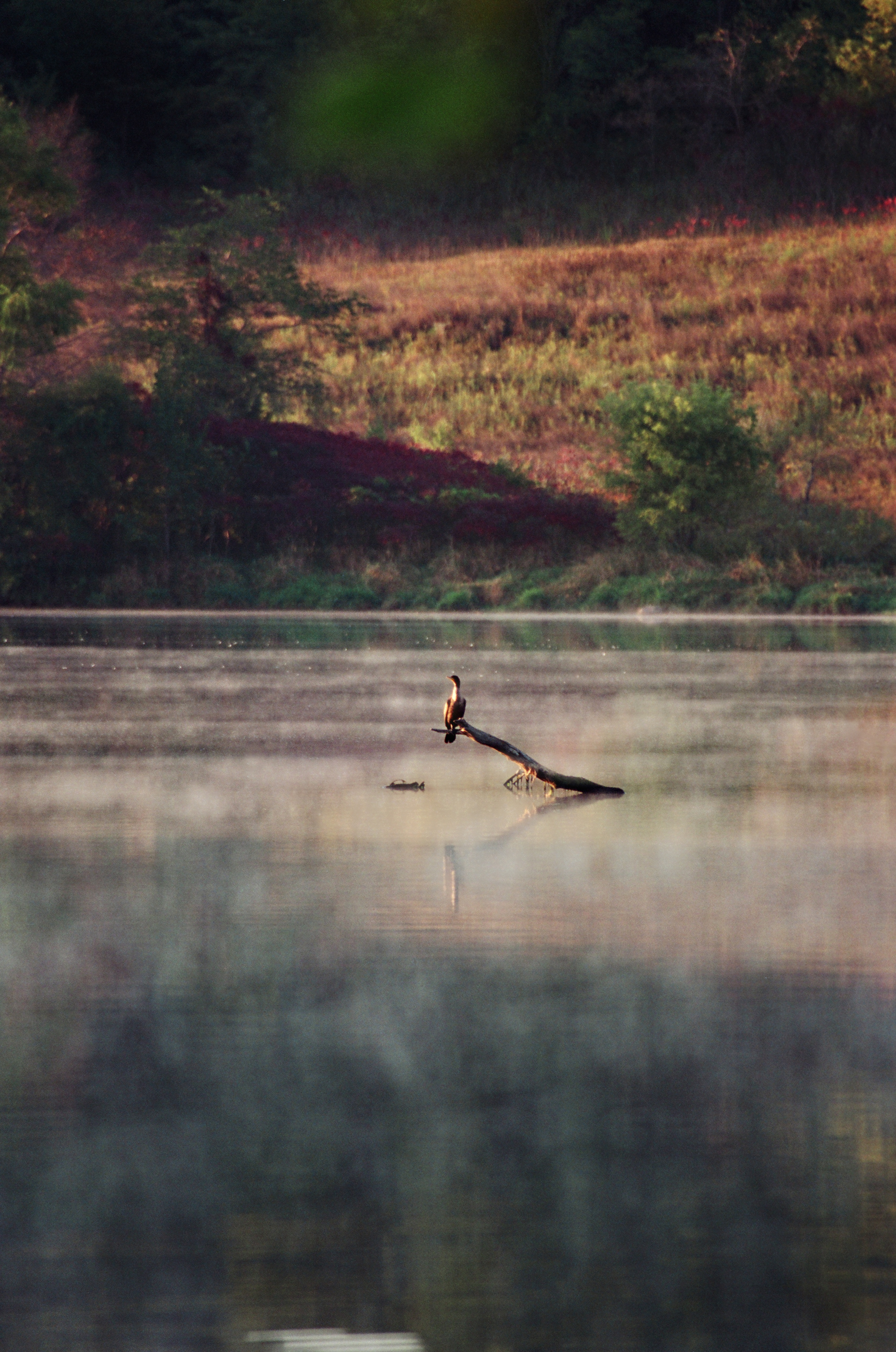 Early Morning Bird, Film Scan by Paul Kestel
