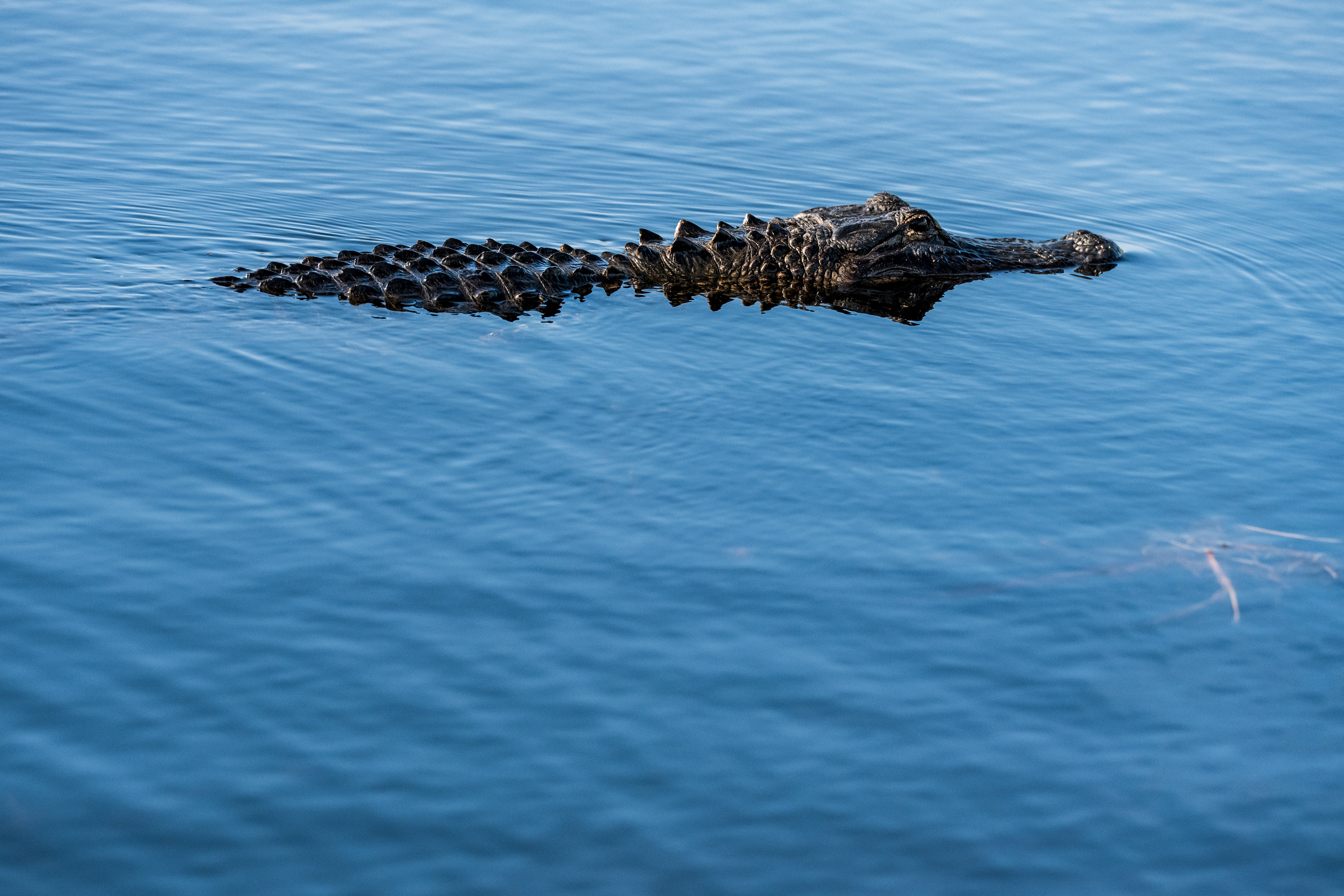 Floating Gator by Paul Kestel