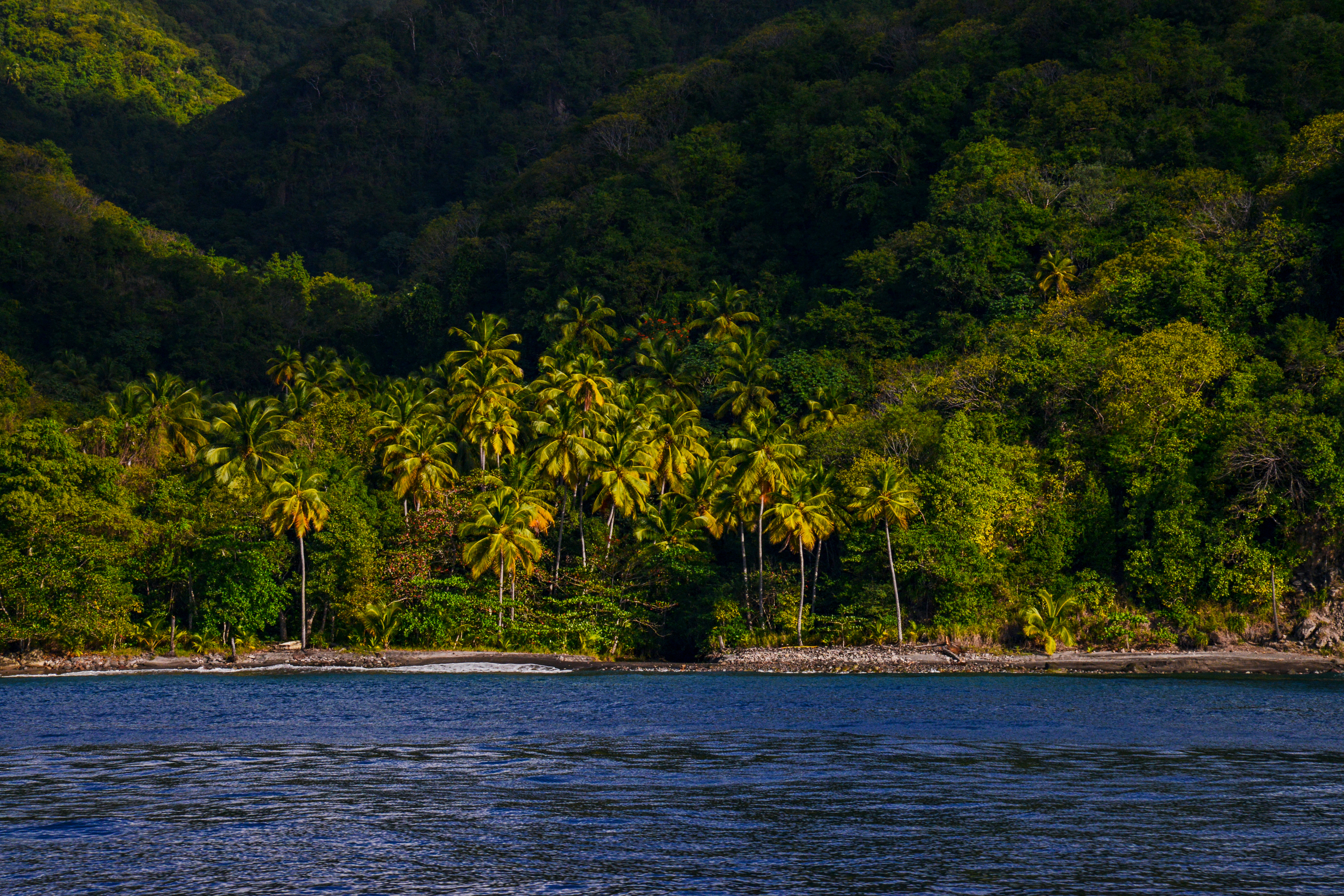 Beach Jungle by Paul Kestel