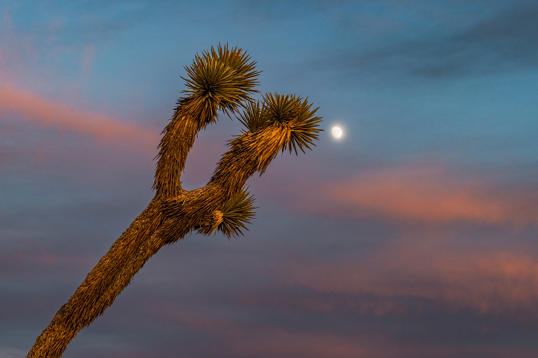 Moon Over Joshua Tree_0545