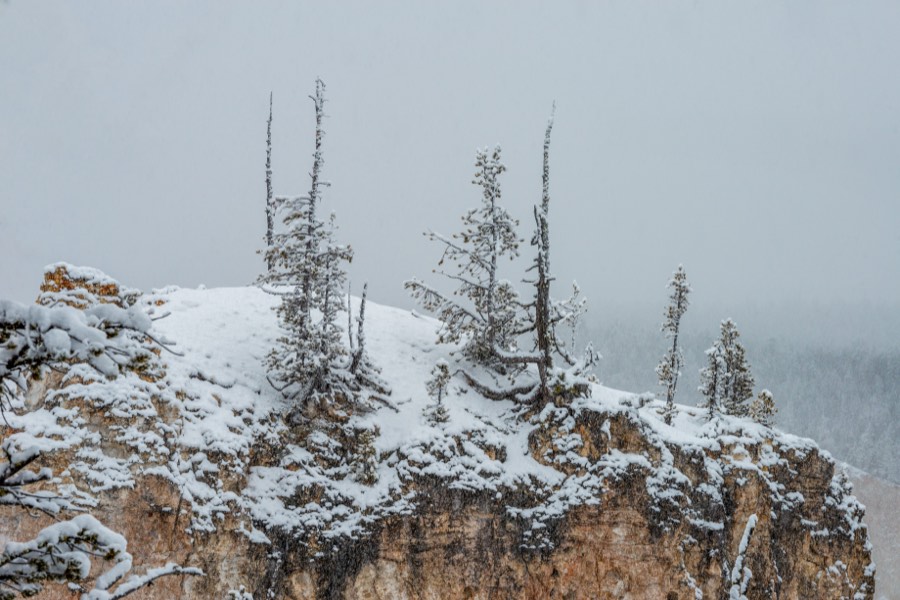 Snow Capped Pines Yellowstone National Park by Paul Kestel