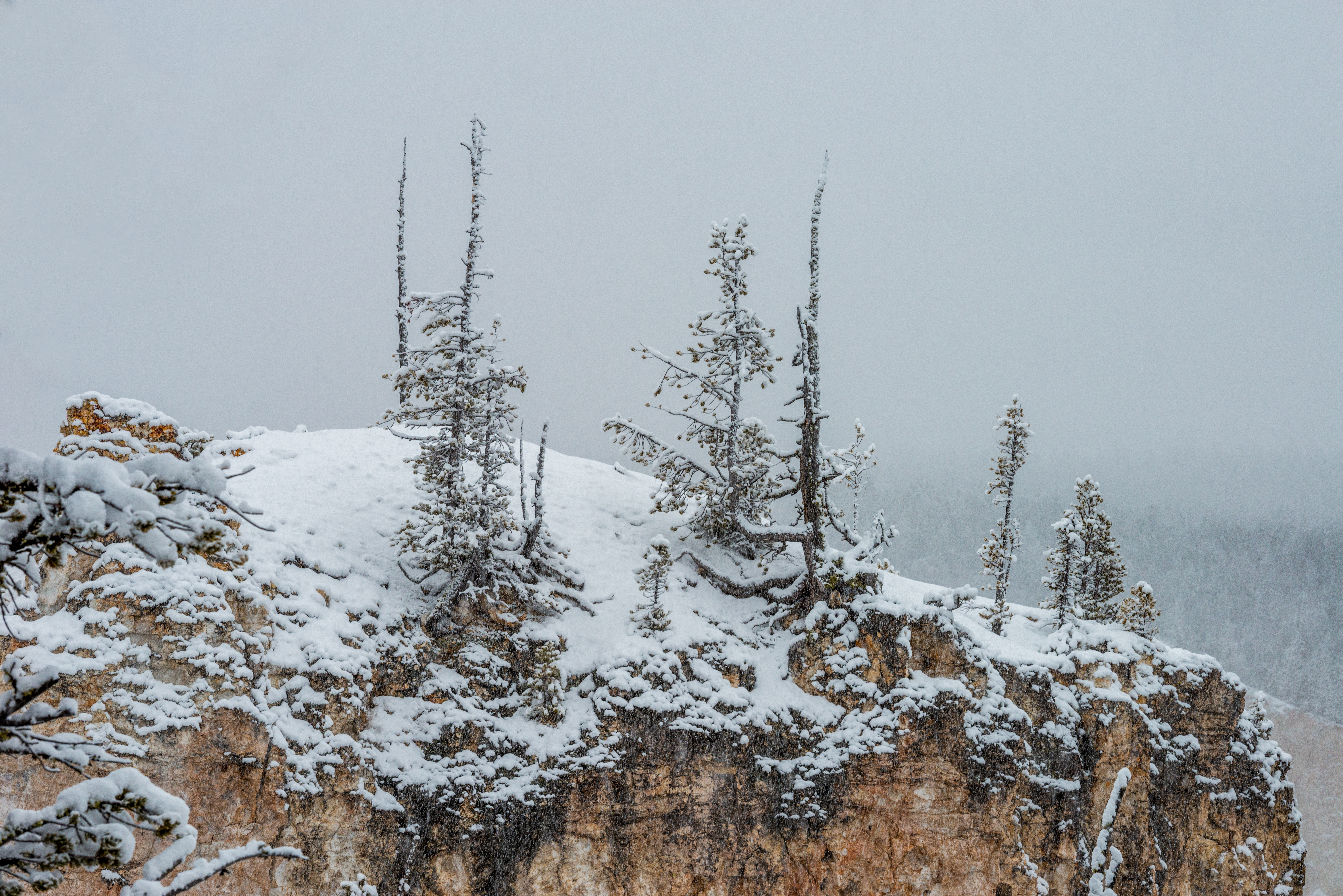 Snow Capped Pines Yellowstone National Park by Paul Kestel