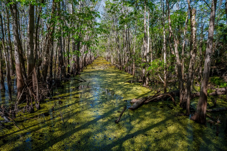 Black Bear Wilderness Area, FL by Paul Kestel