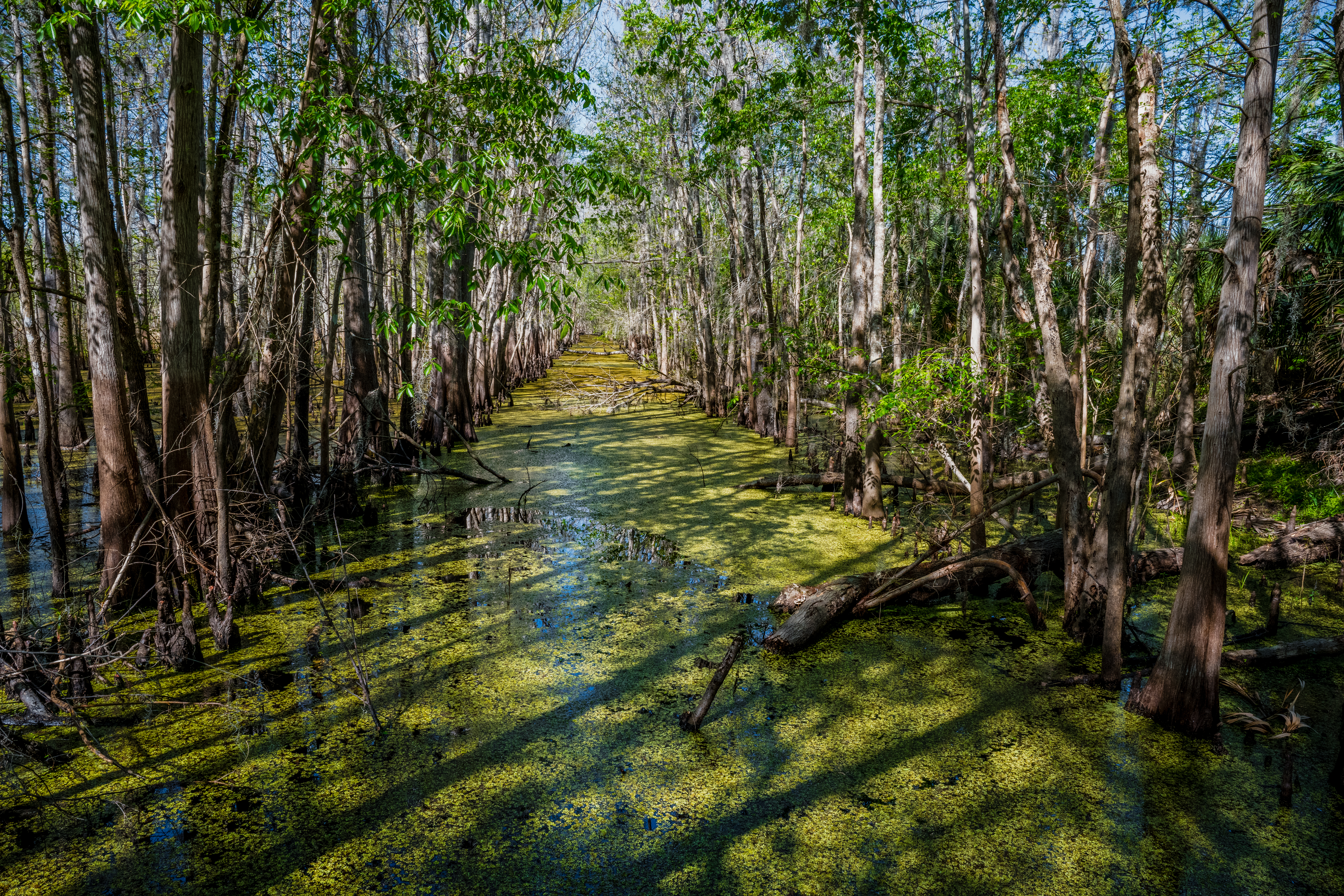 Black Bear Wilderness Area, FL by Paul Kestel