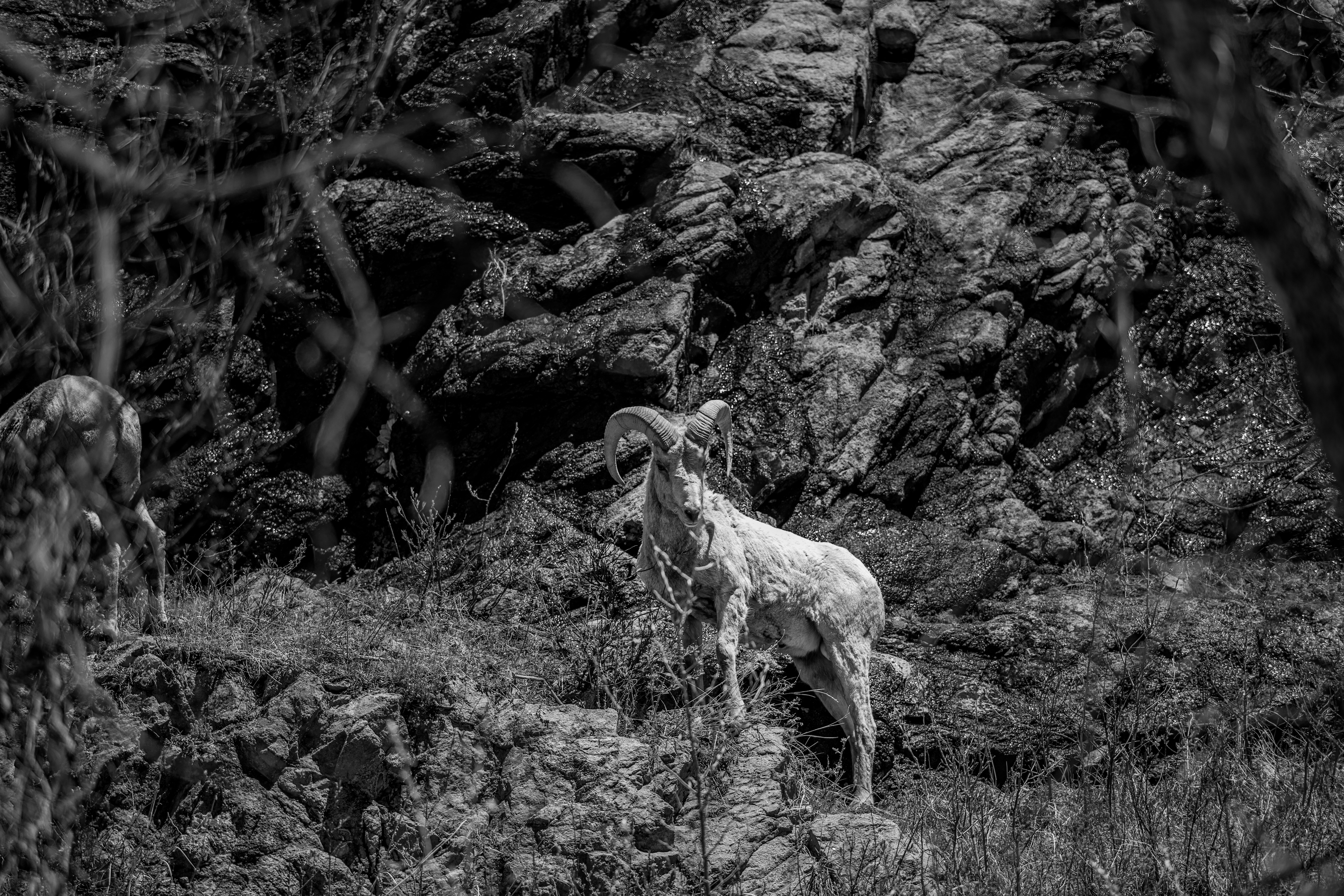 Rocky Mountain National Park Sheep by Paul Kestel