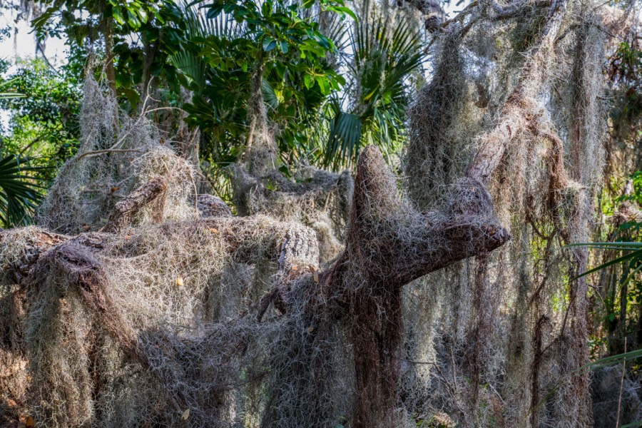 Moss Covered by Paul Kestel