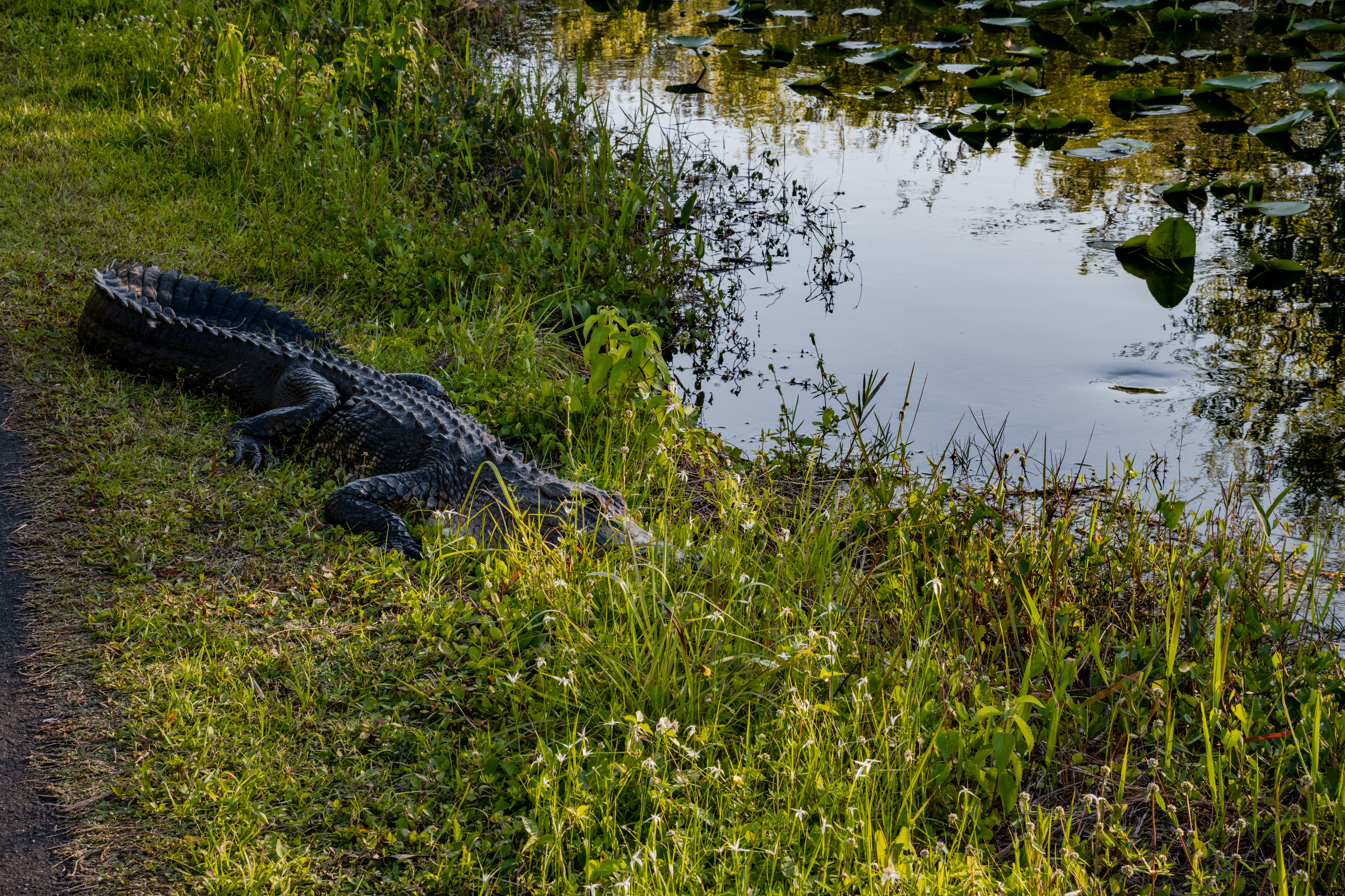 Alligator by Paul Kestel
