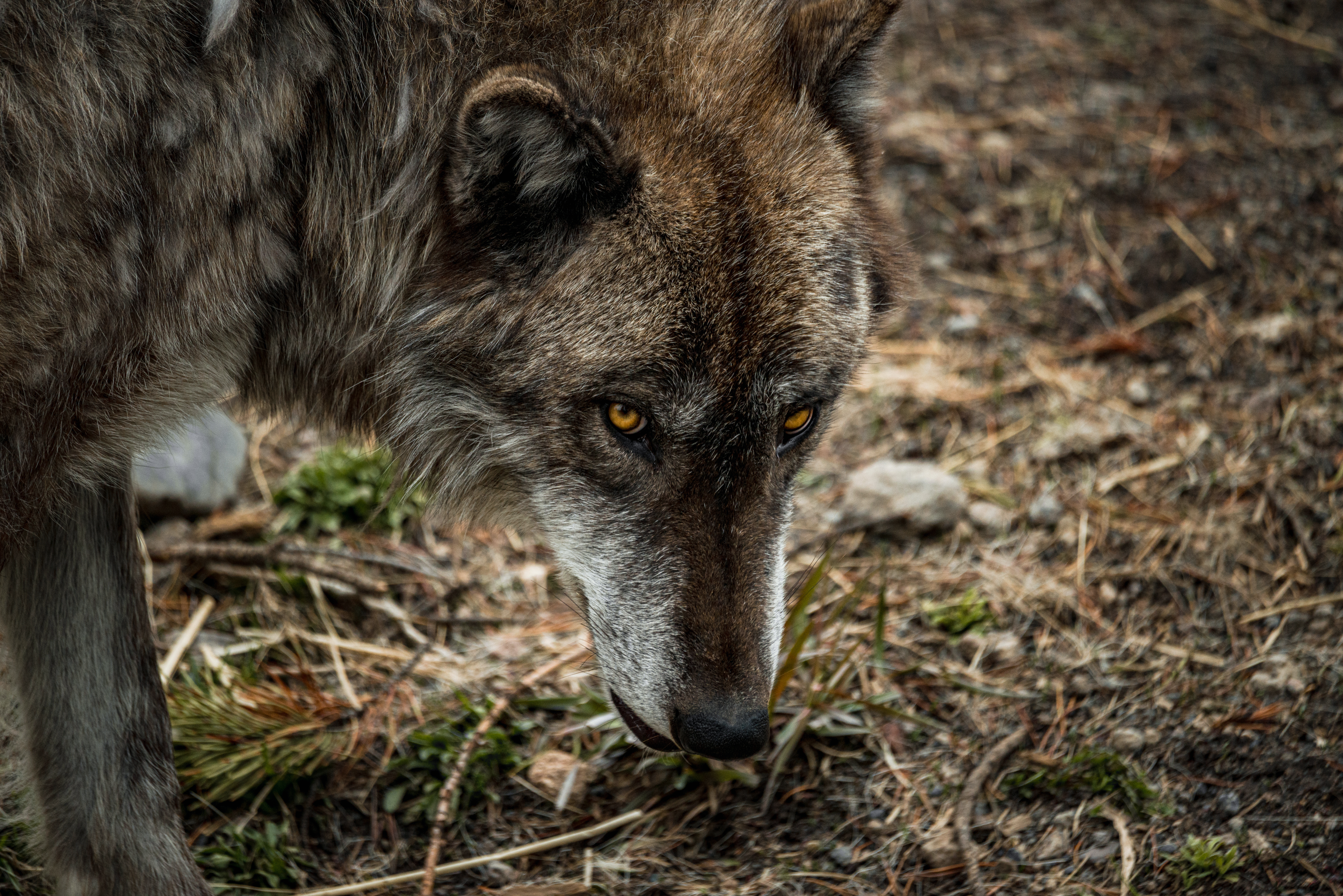 I See You Yellowstone Wolf by Paul Kestel