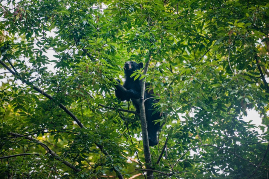 Black Bear by Paul Kestel