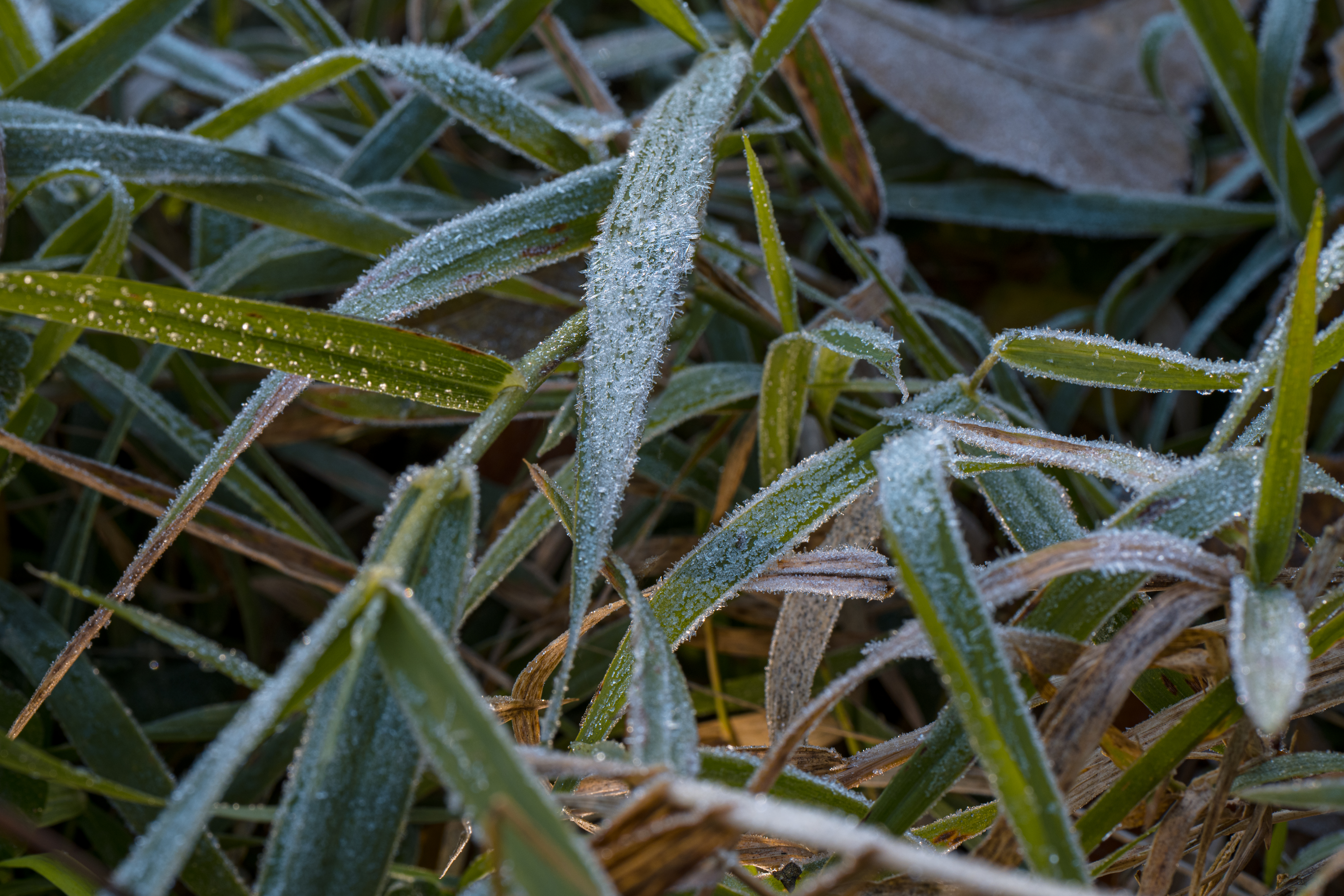 Frost Crystals by Paul Kestel